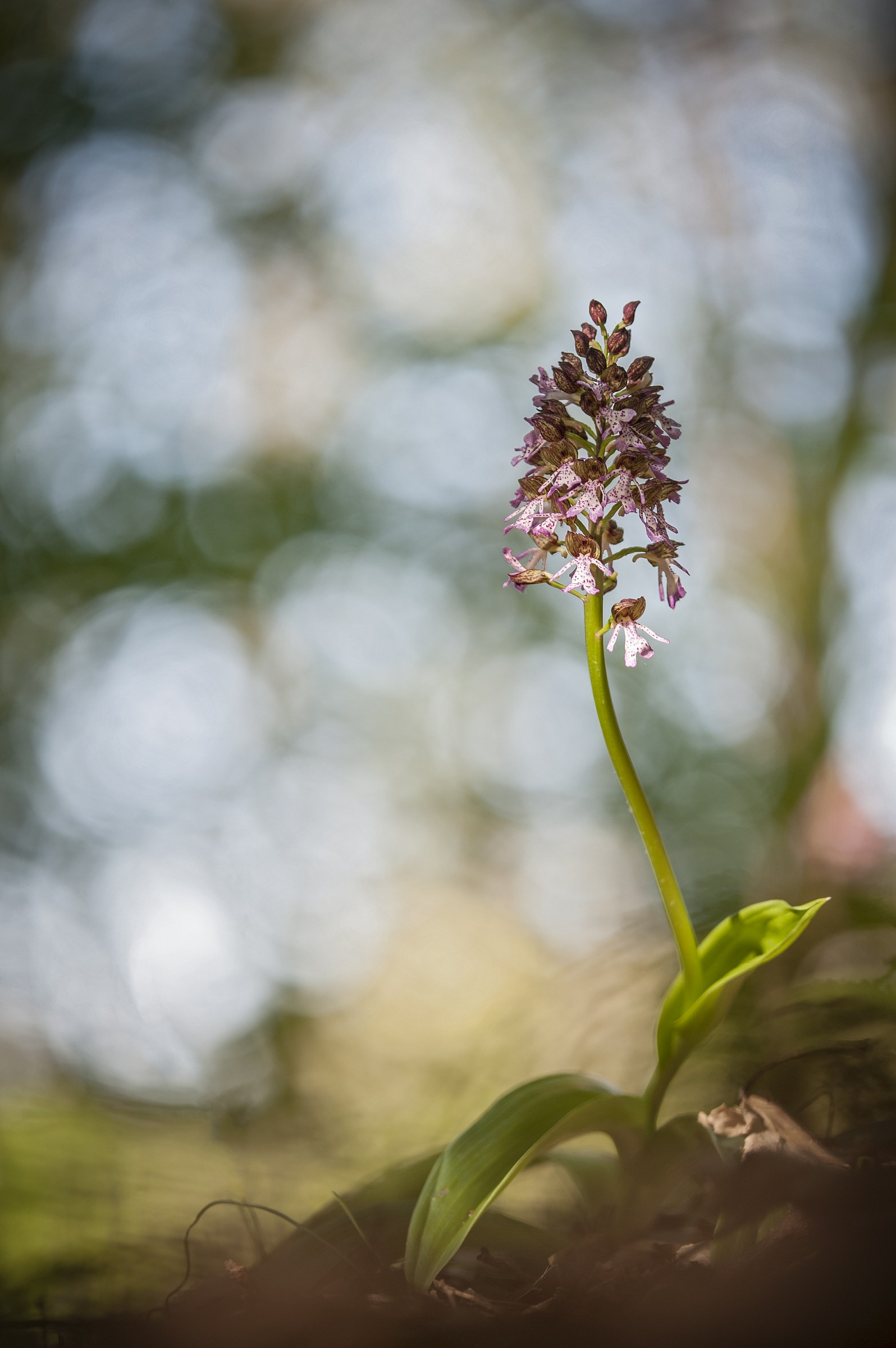 Orchis Purpurea