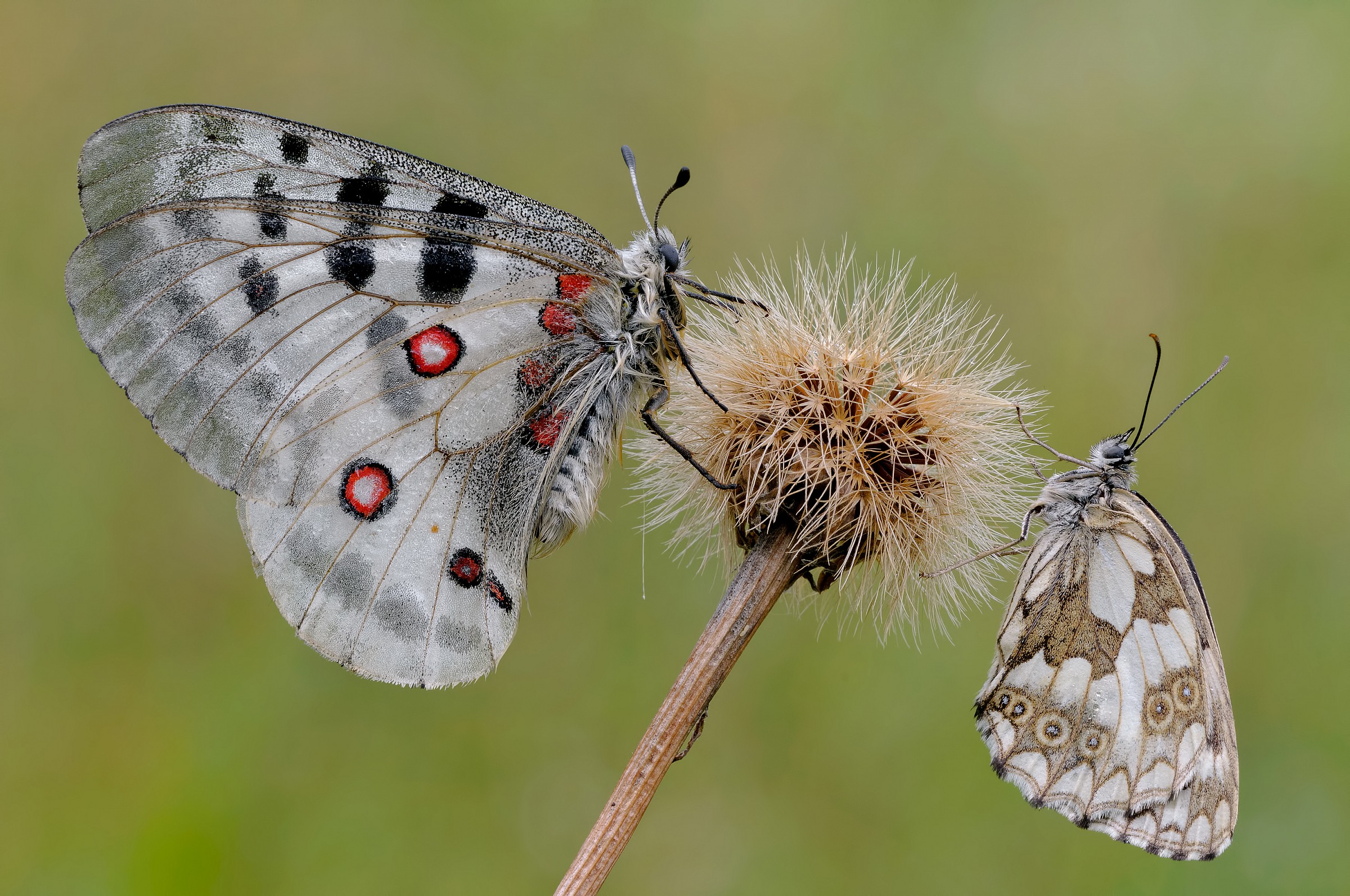 Parnassius...Menalargia