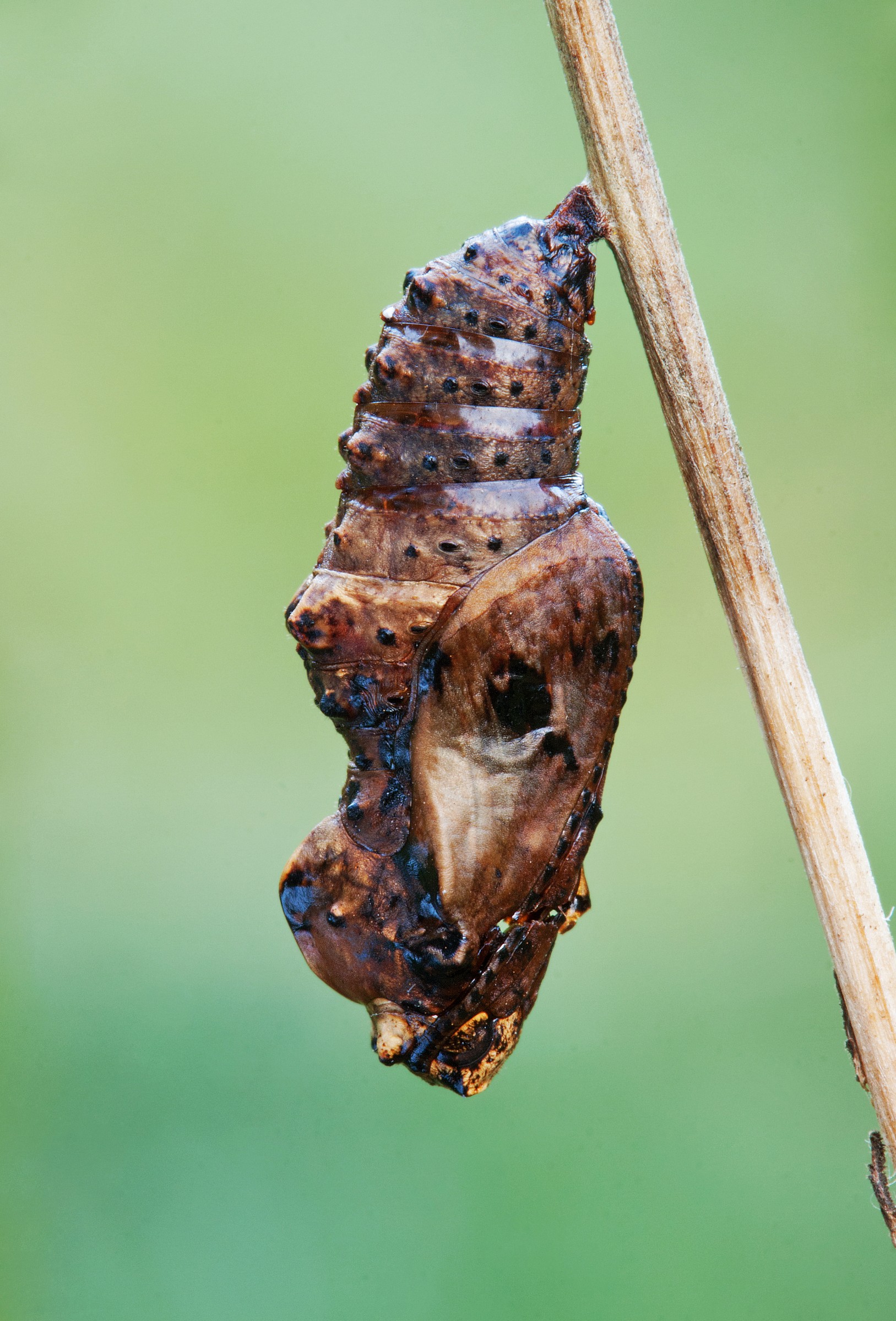 Crisalide di ninfalidae