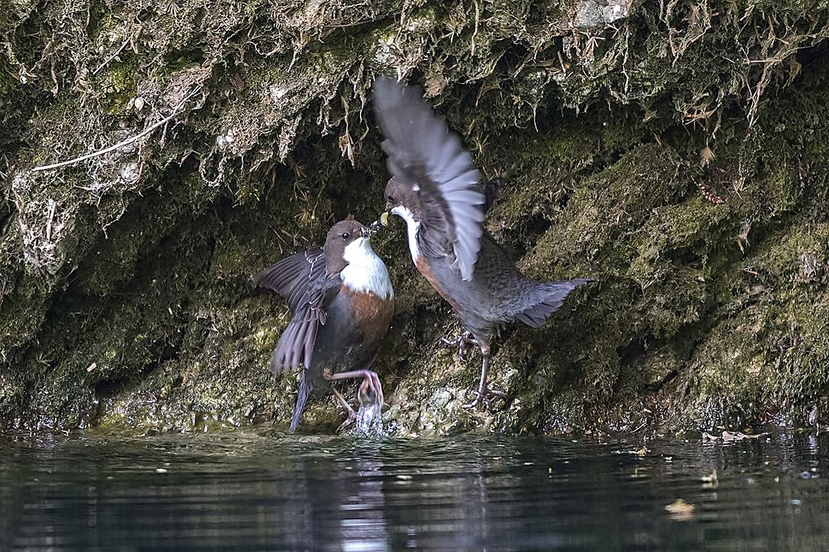 Dippers, the couple in the fray.