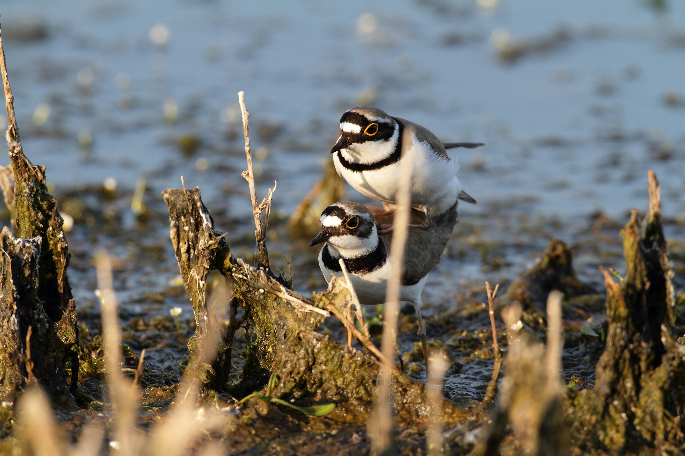 accoppiamento corriere piccolo