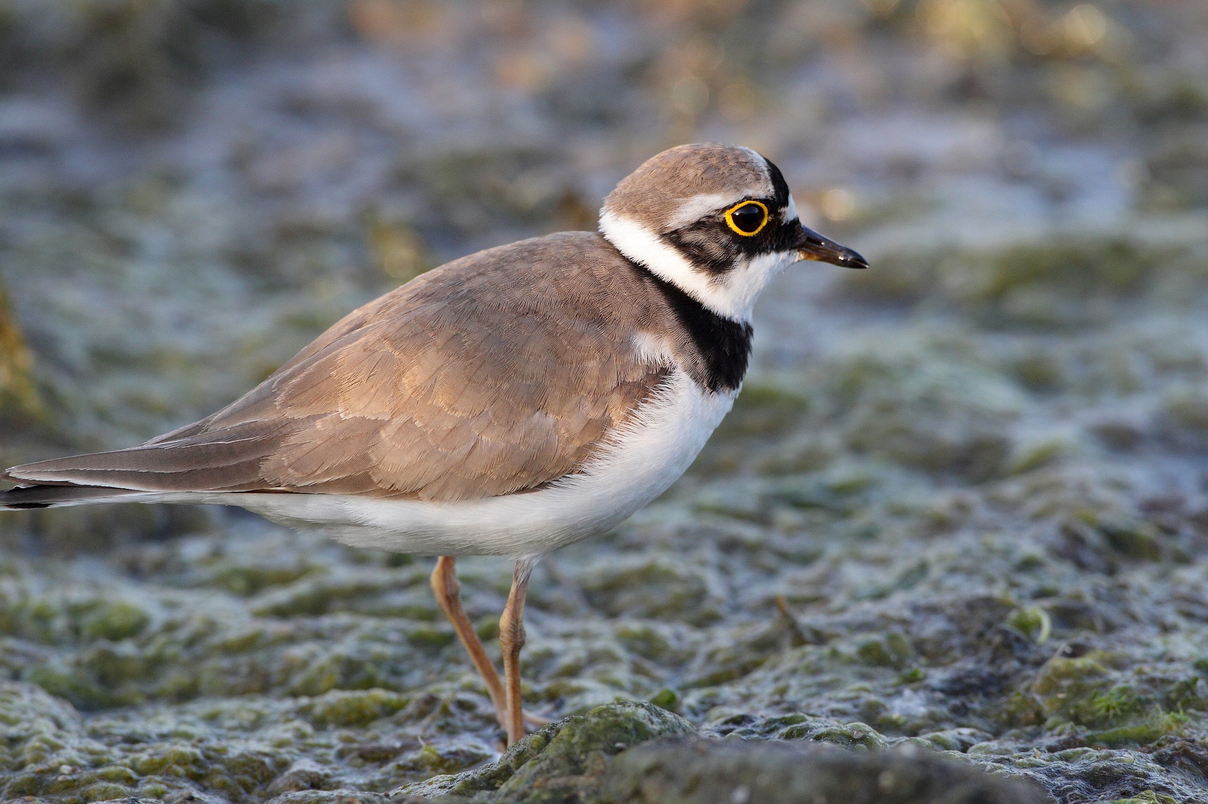 corriere piccolo femmina