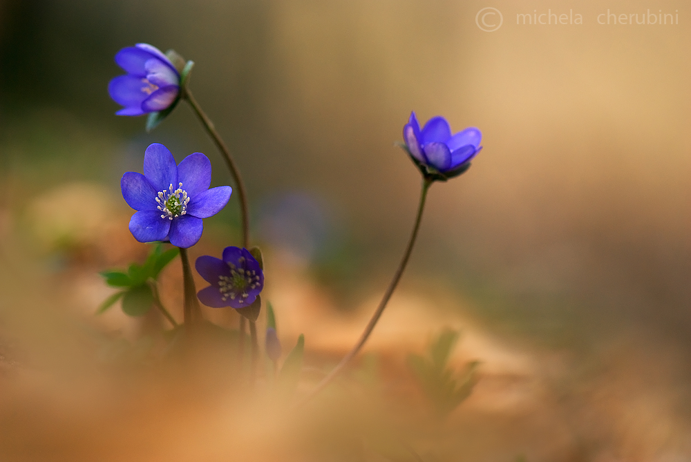 anemone hepatica