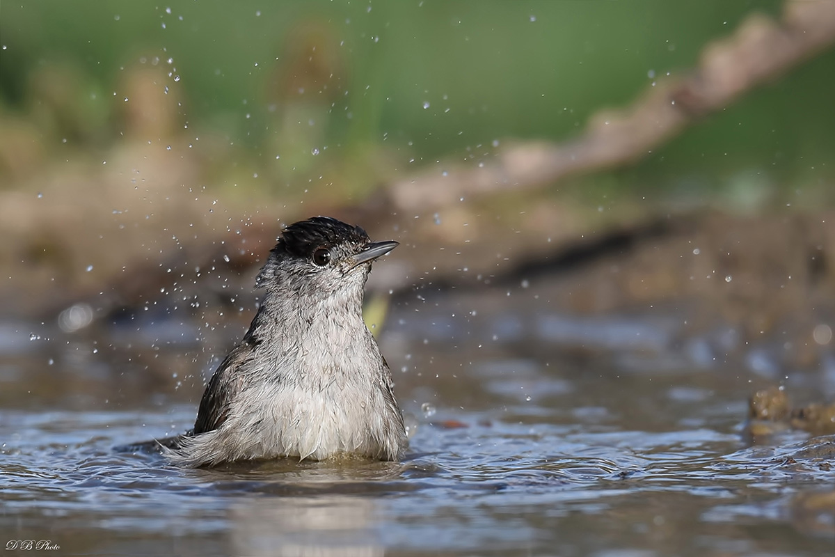 Tenderness and fragility ......