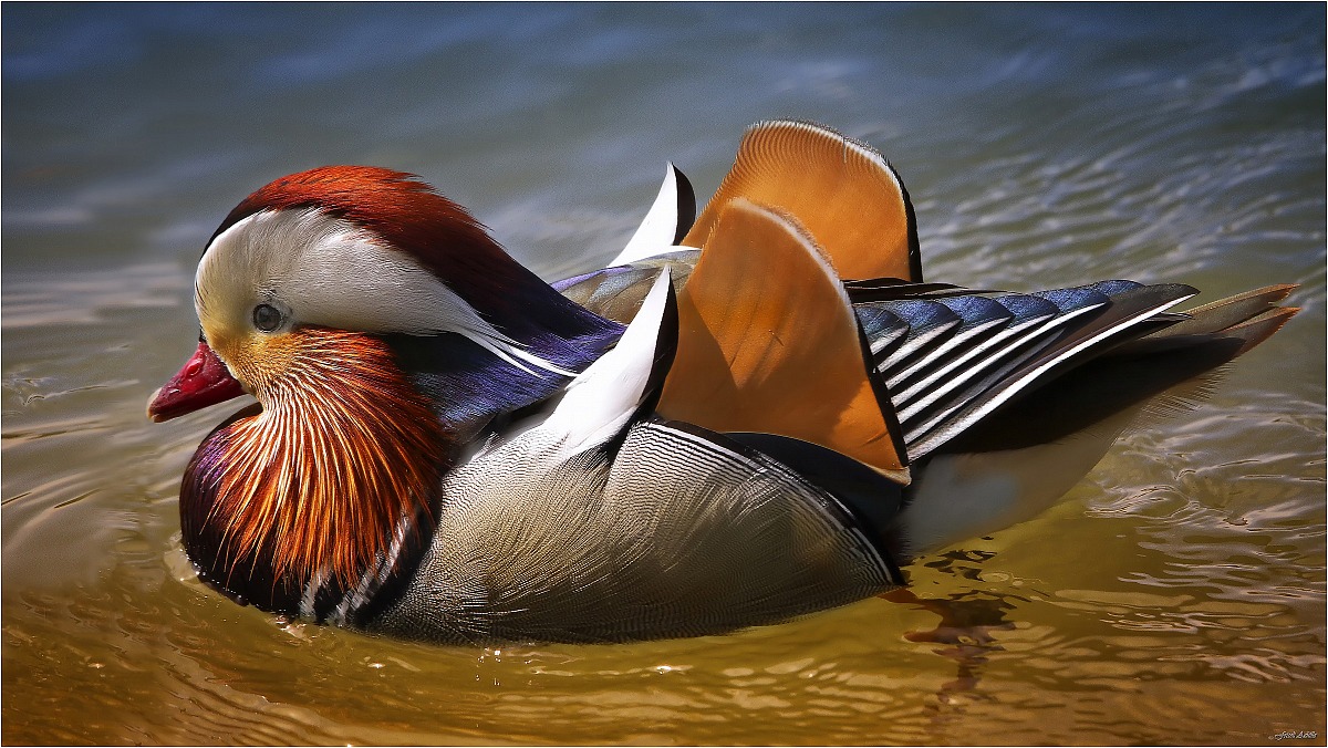 Mandarin duck