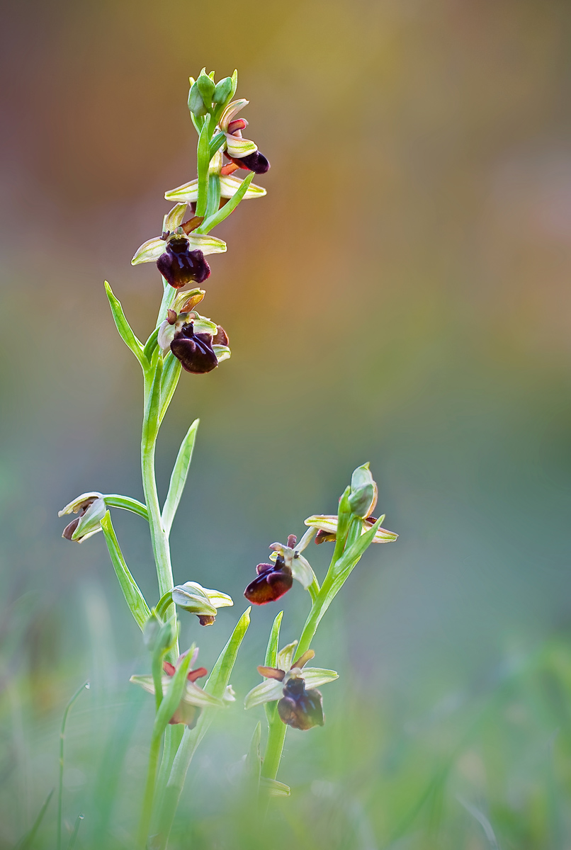 Ophrys sphegodes Mill