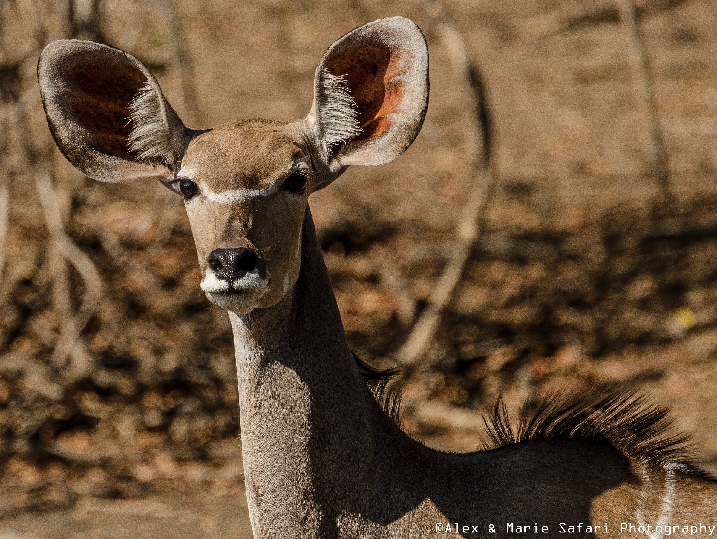 kudu (Tragelaphus strepsiceros)