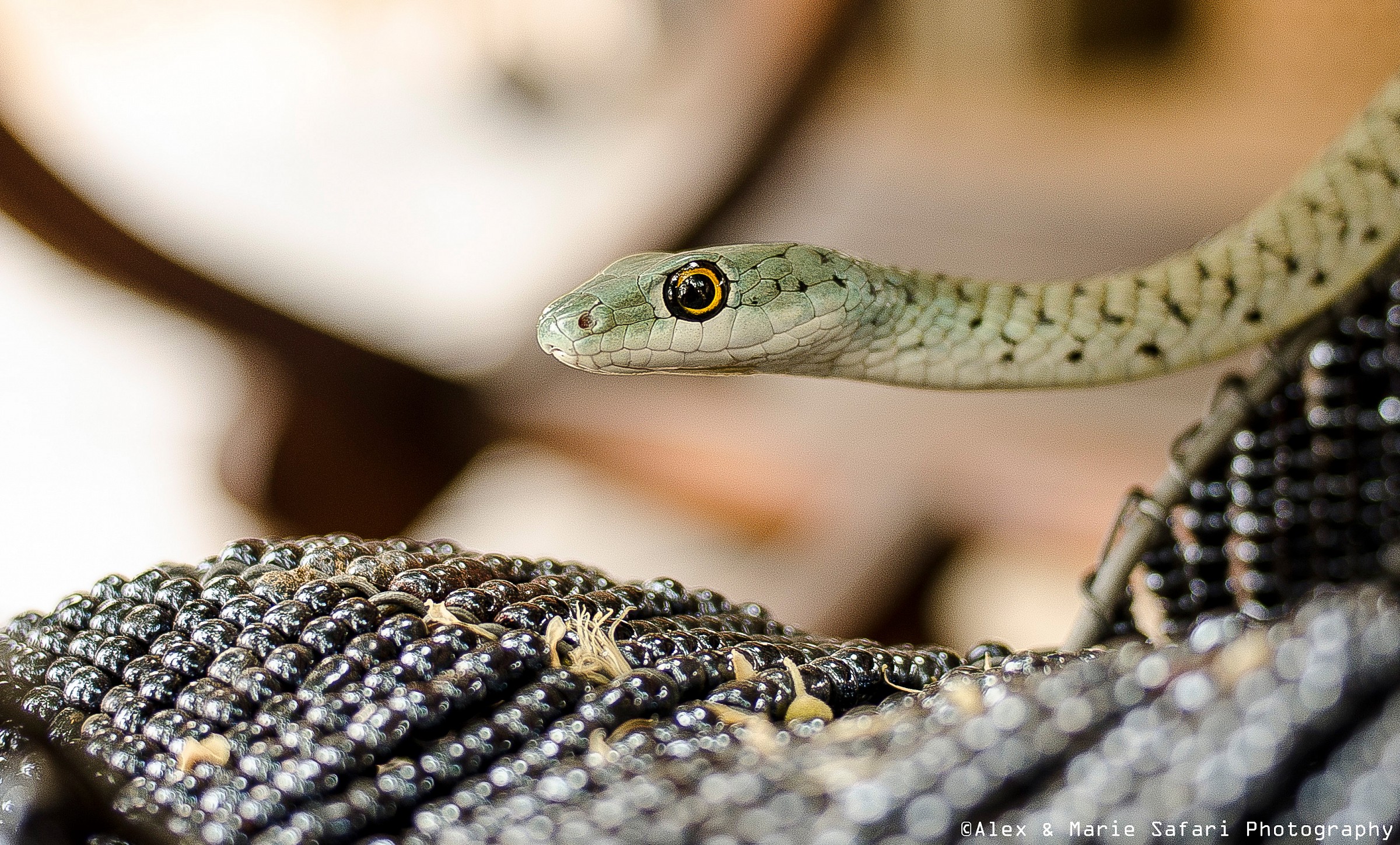 Green spotted bush snake (Philothamnus semivariegatus)