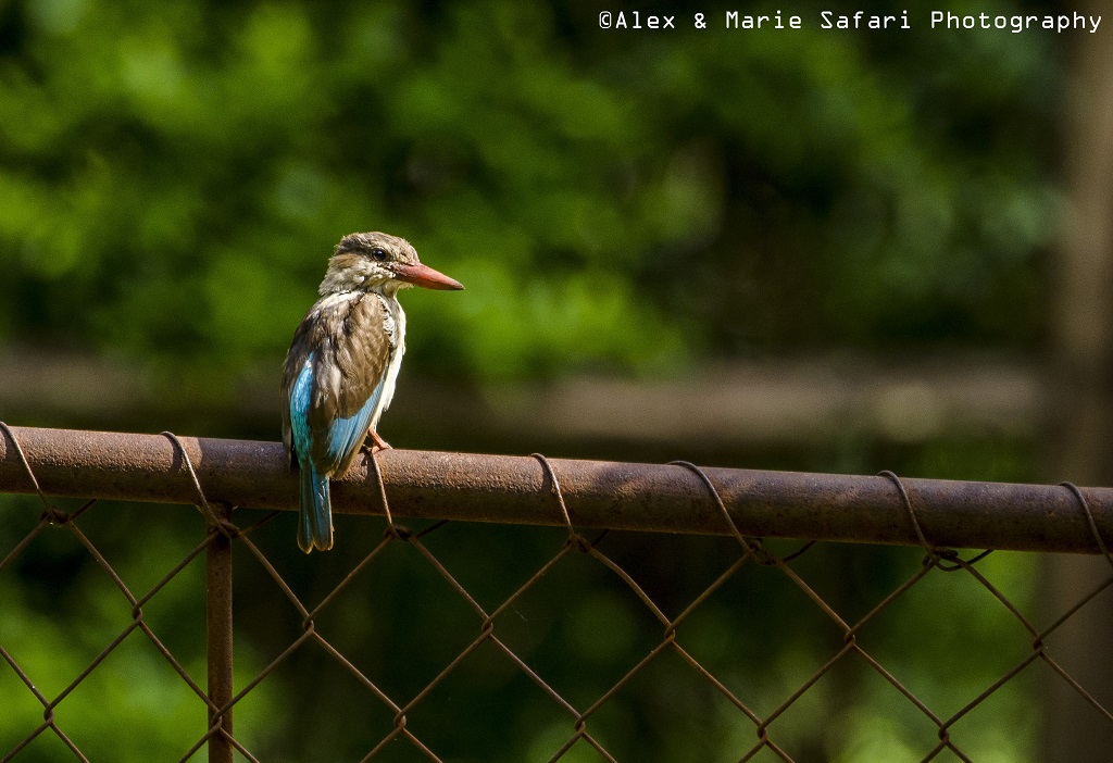 brown hooded kingfisher (Halcyon albiventris)