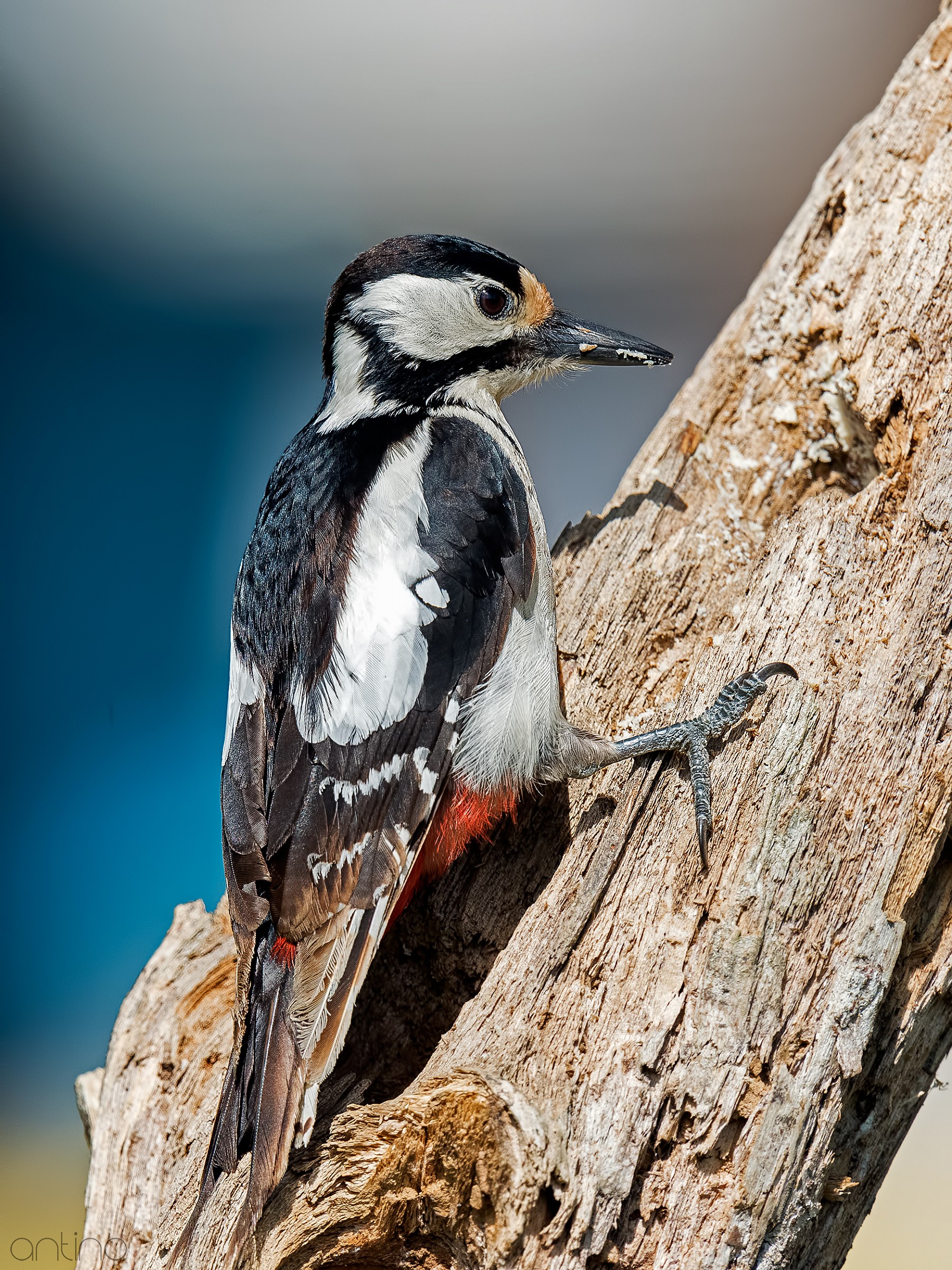 Woodpecker
