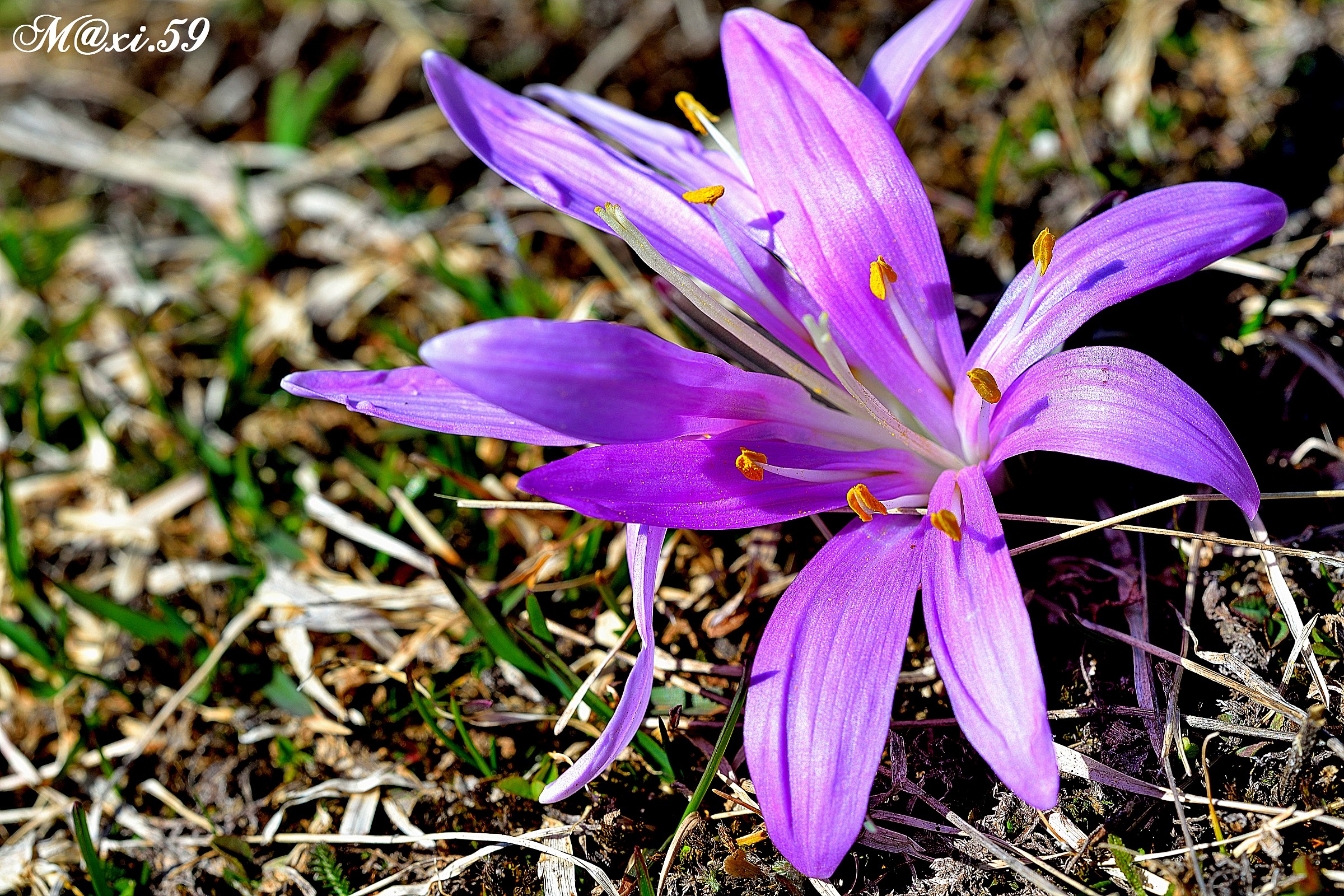 Bulbocodio vernum L.