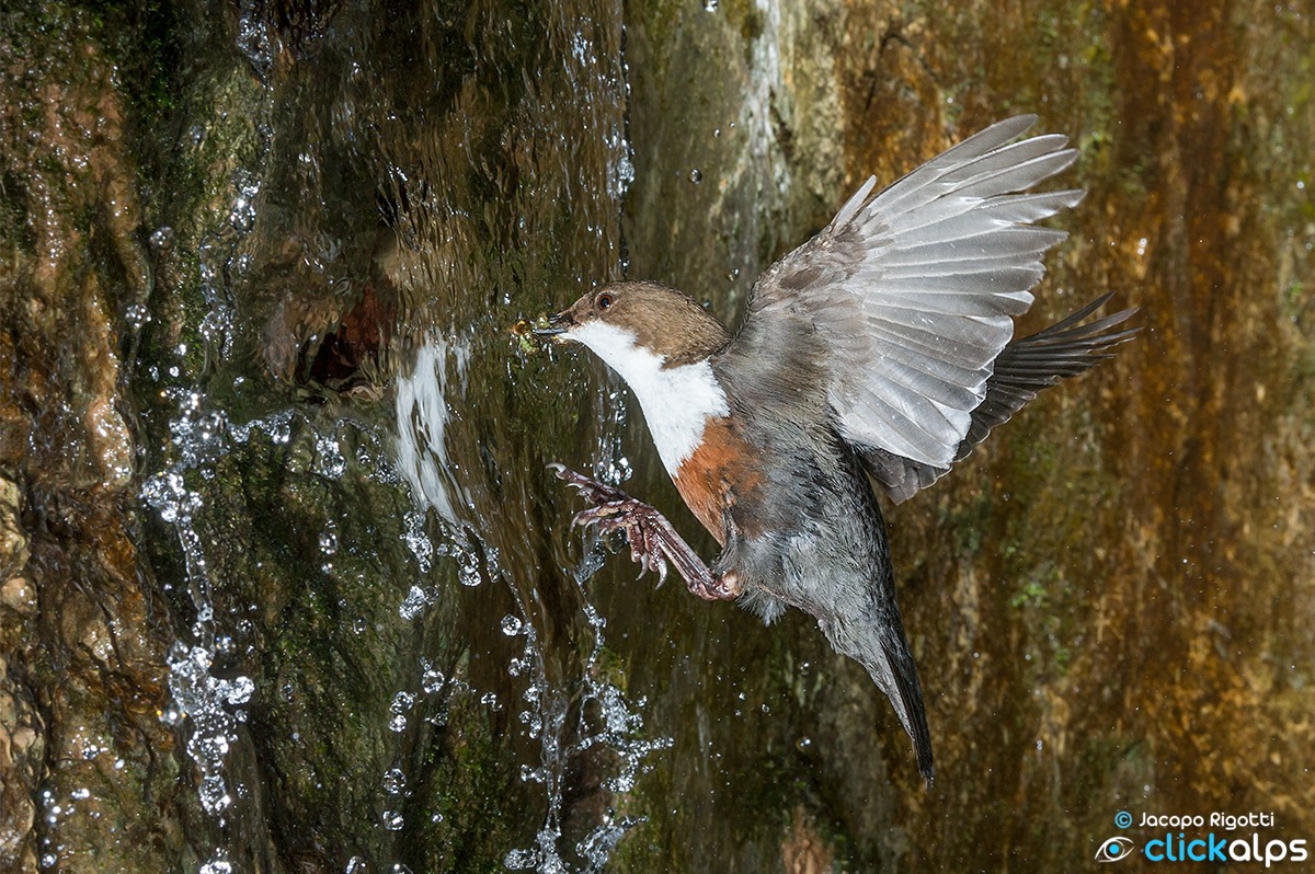 merlo acquaiolo vs cascata
