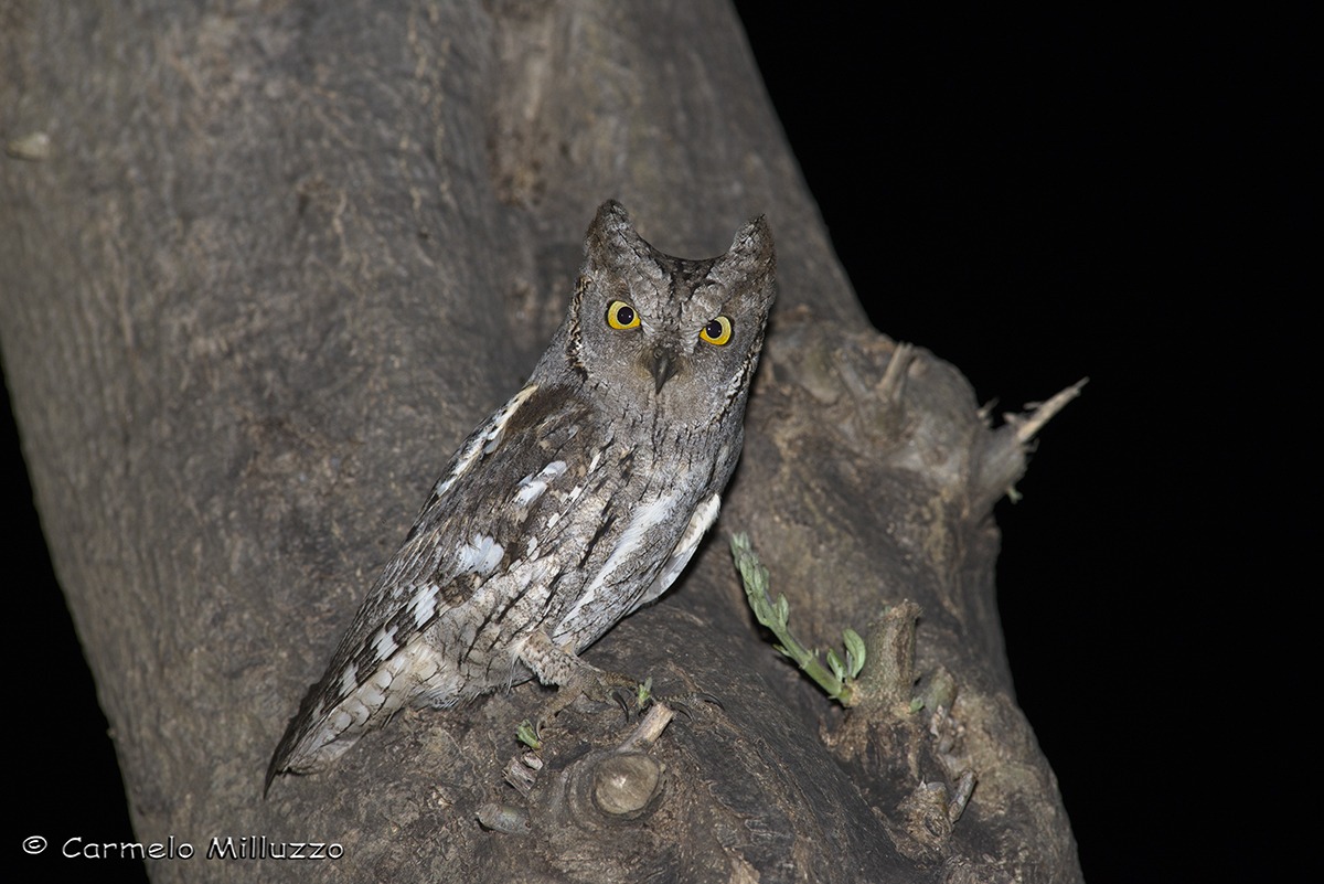Assiolo _Otus scops_