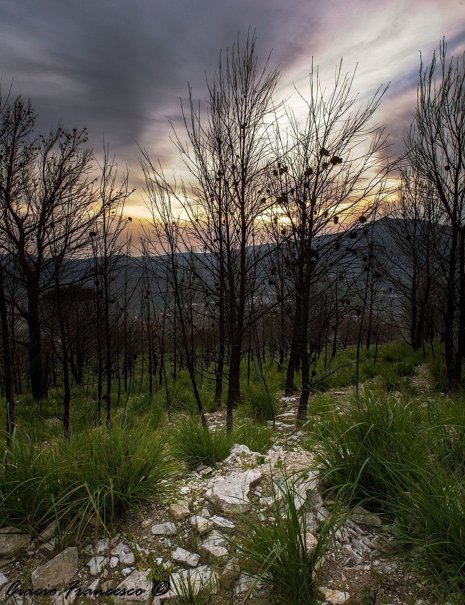 Suggestione in un barbaglio di speranza