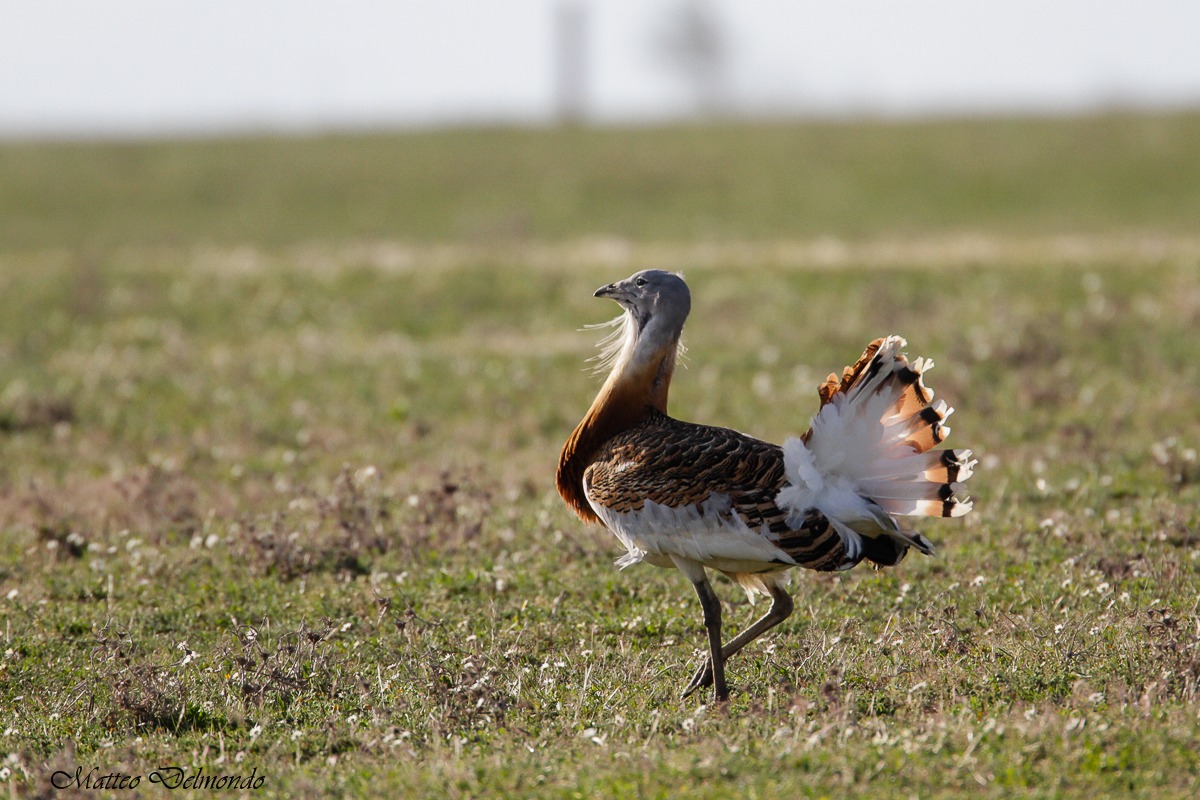 Bustard male on parade
