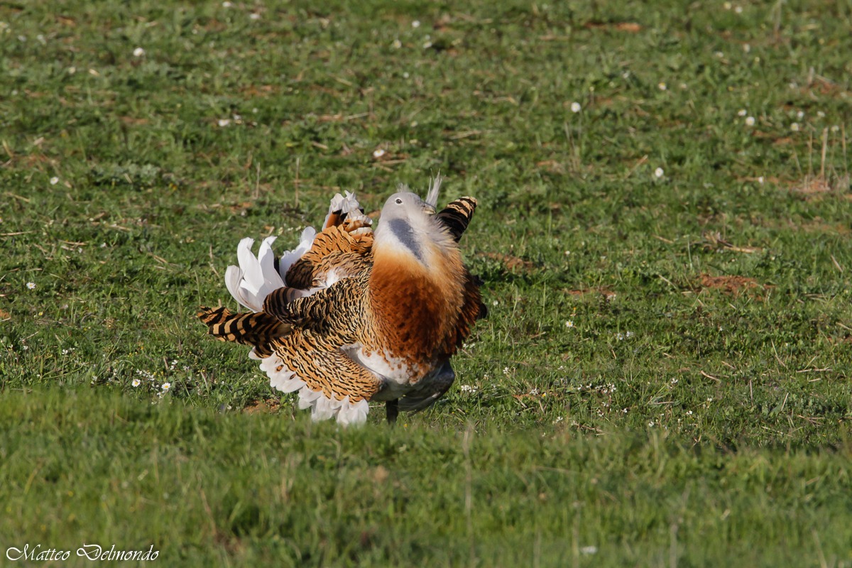 Bustard male on parade
