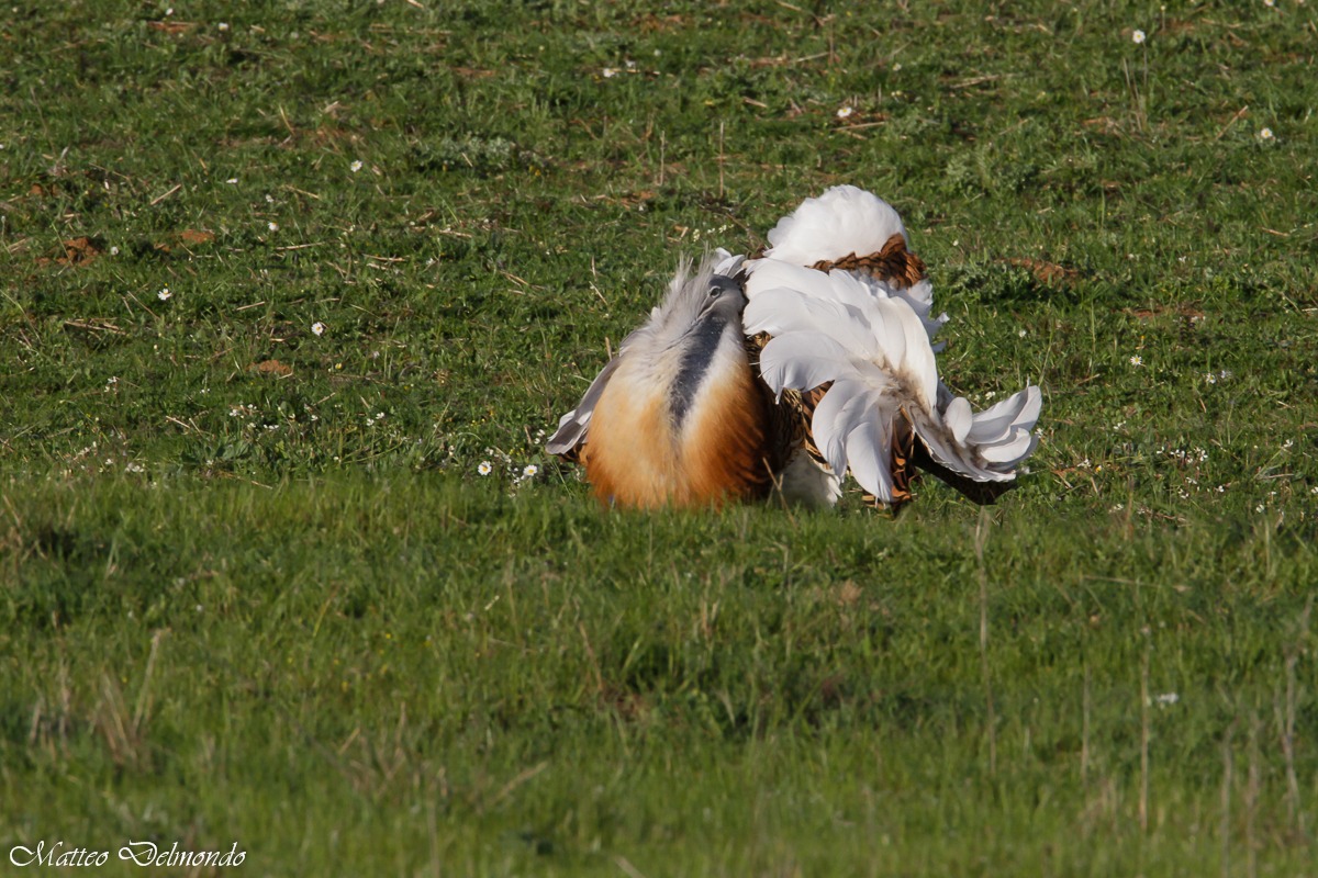 Otarda maschio in parata