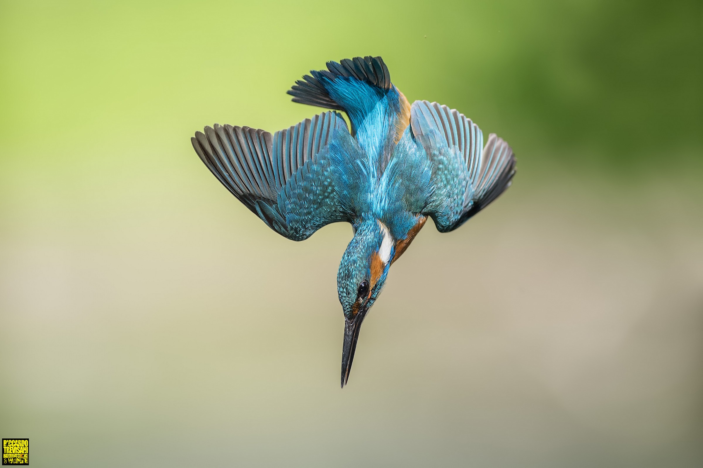 kingfisher