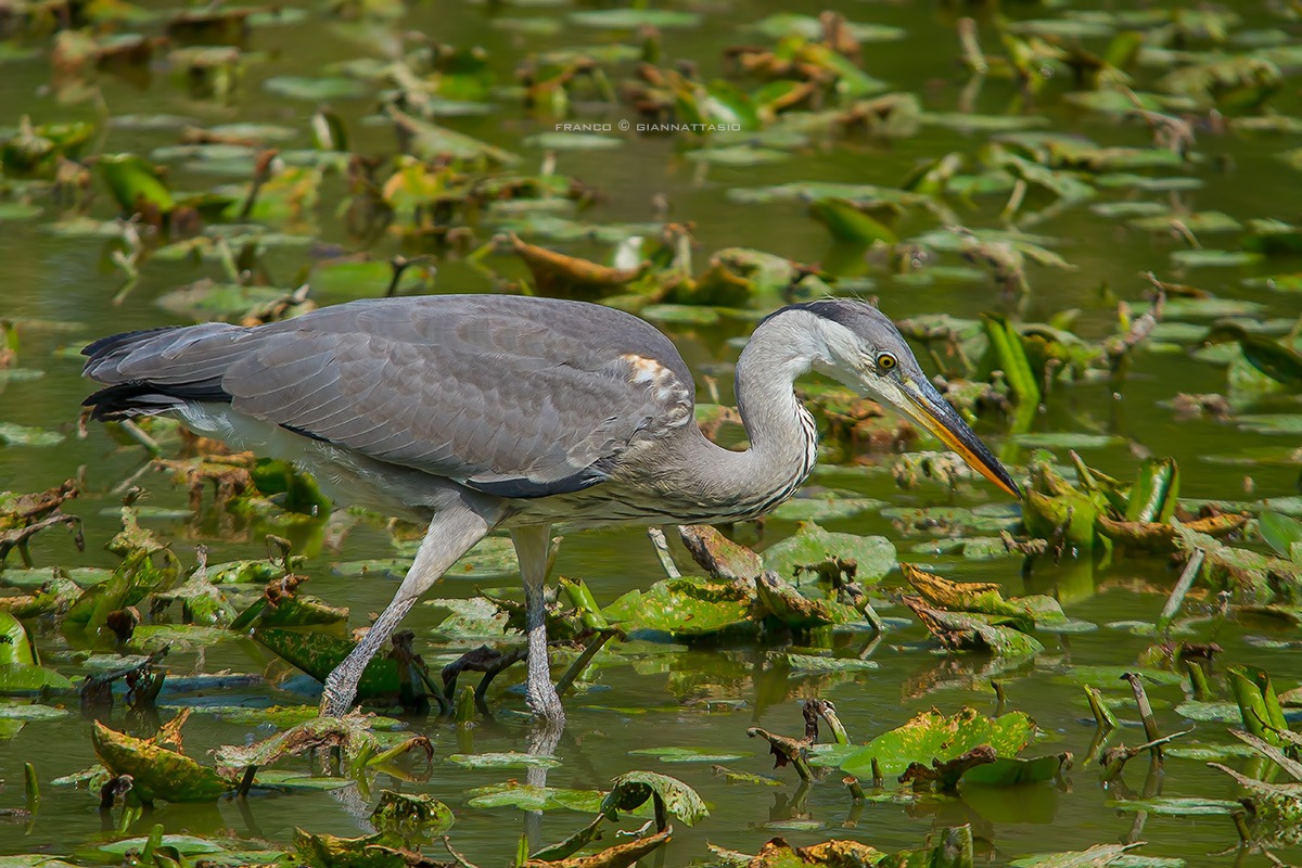 Grey Heron.