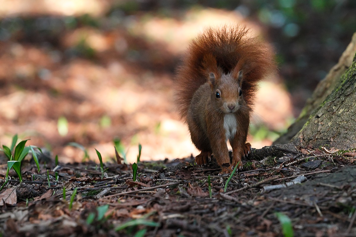 red squirrel