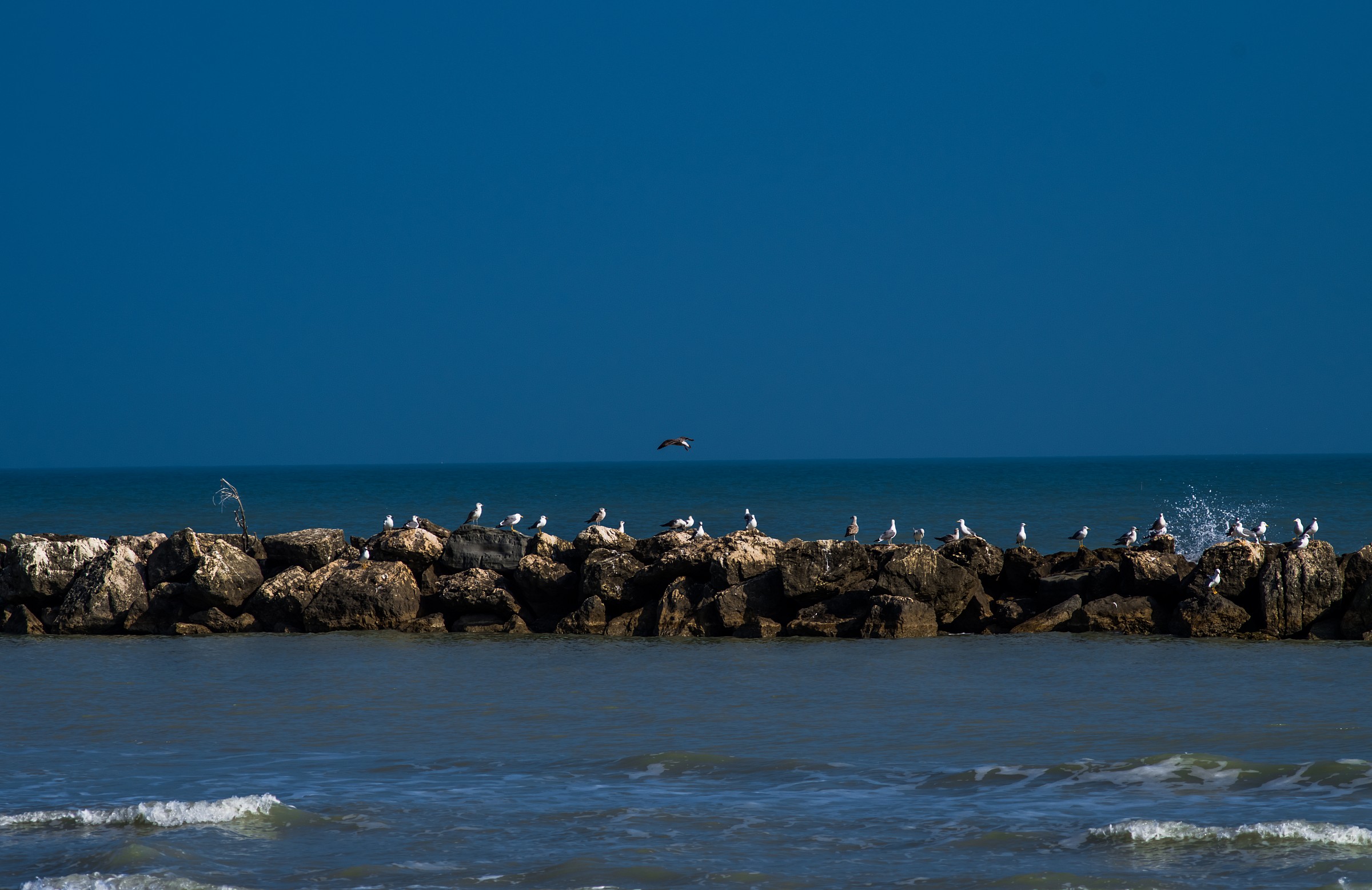 Gulls in Cliff