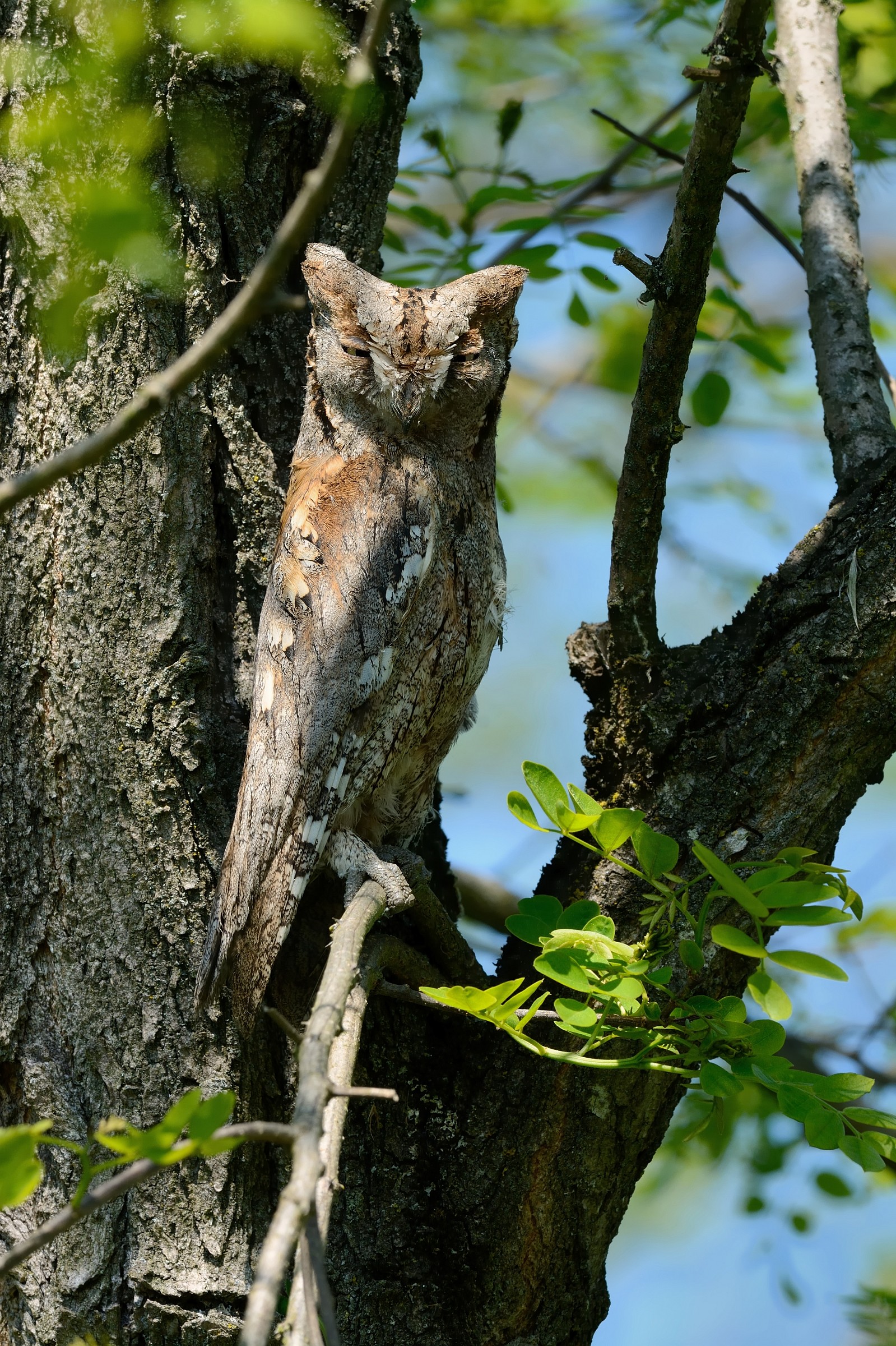 Scops owl (Otus scops owl).