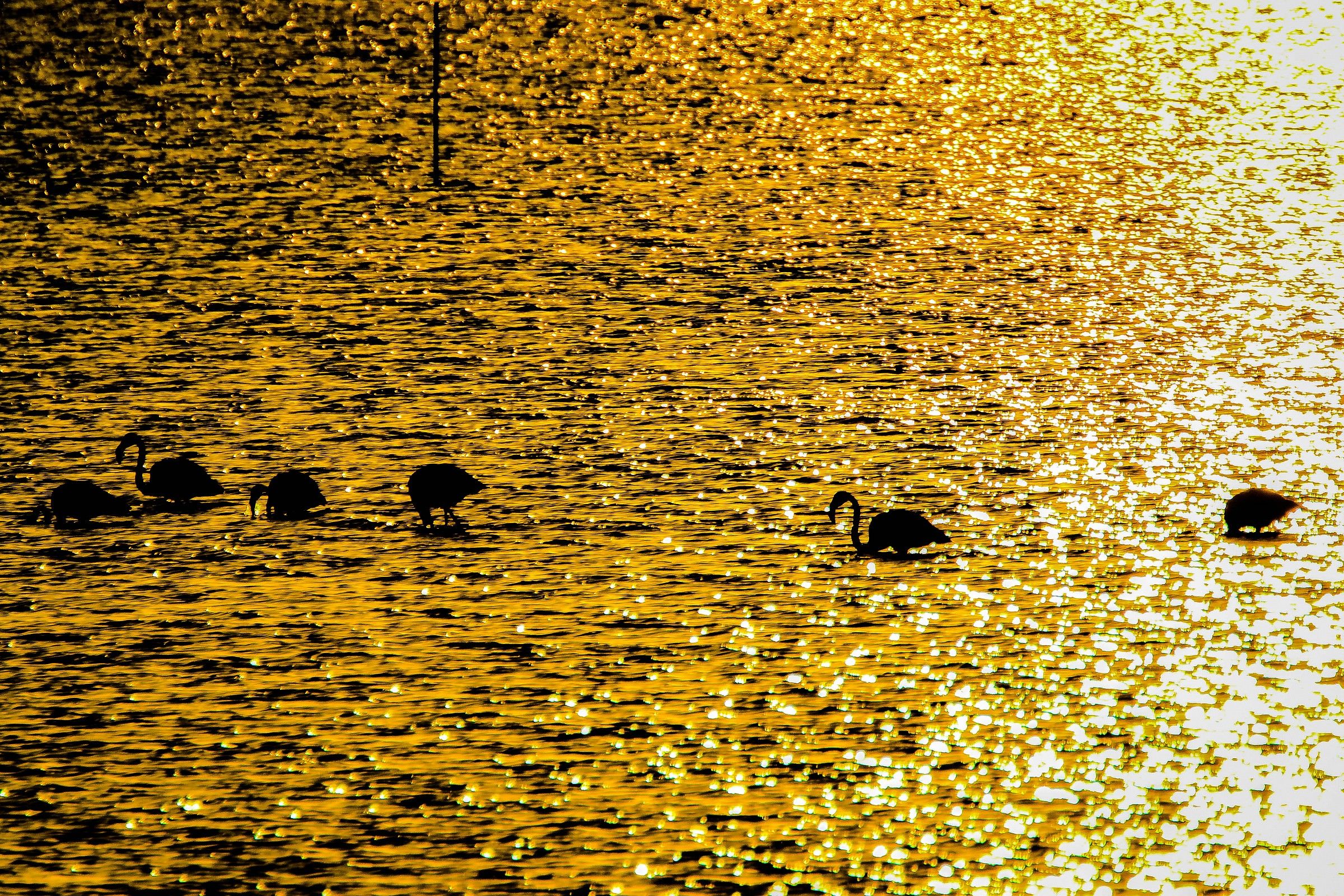 Il Fiume Po E Il Suo Delta 03