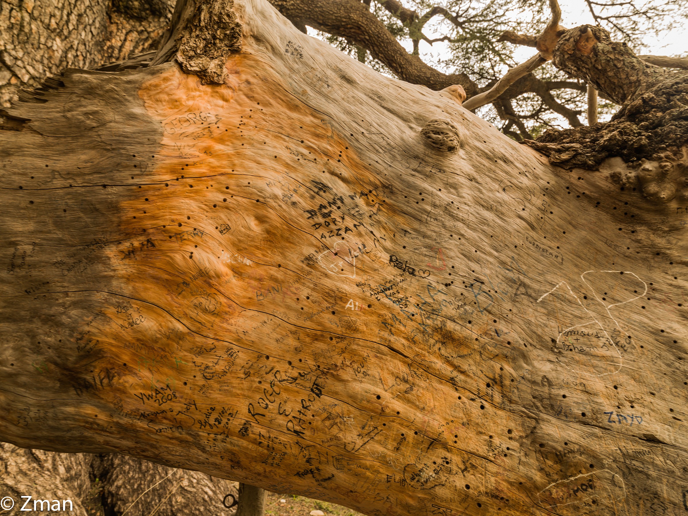 I maestosi cedri del Libano
