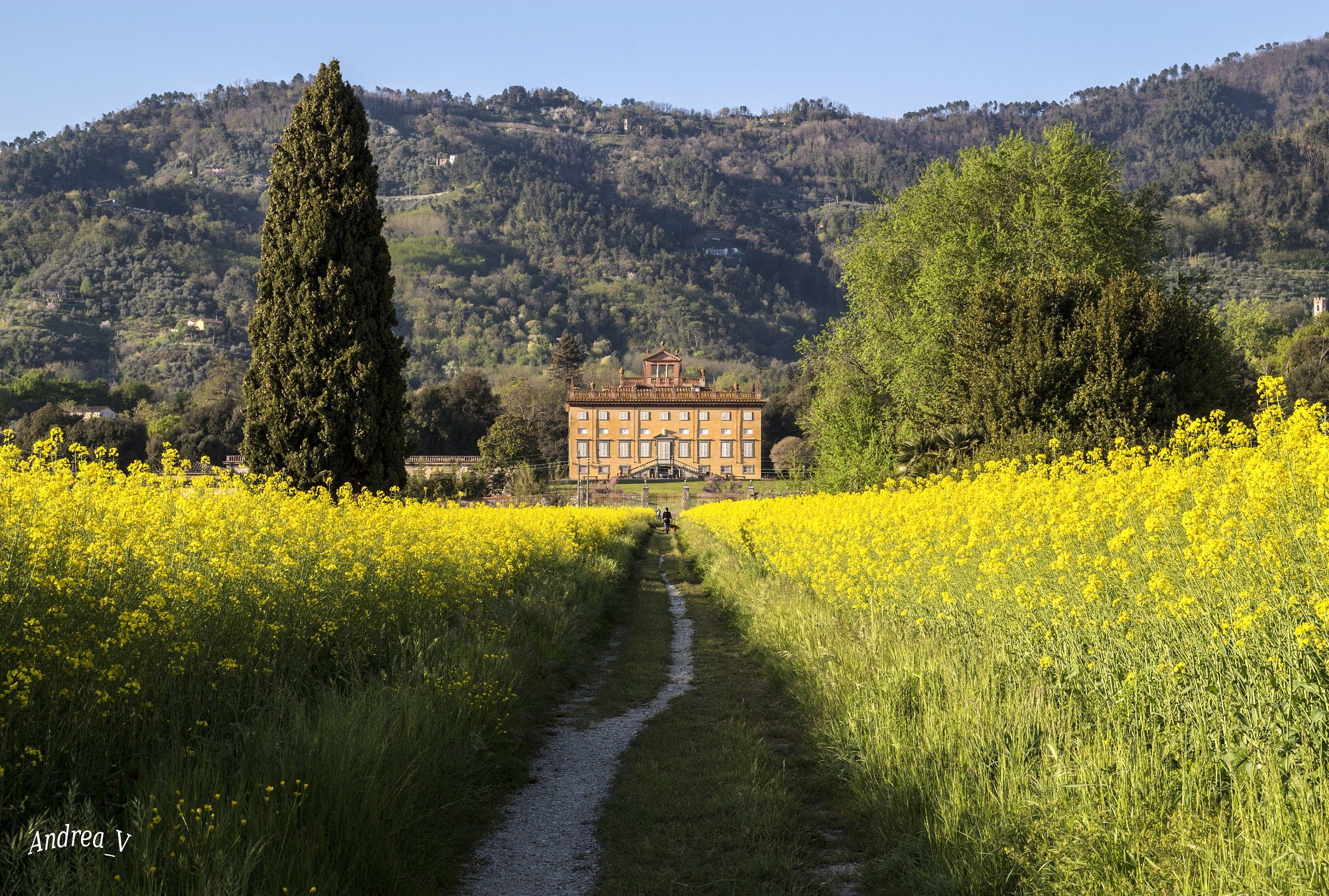 Un viale tra la colza