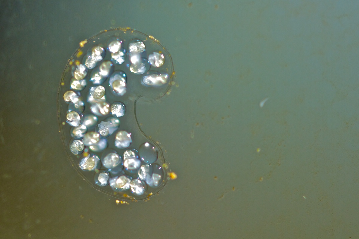 Una nuova speranza...