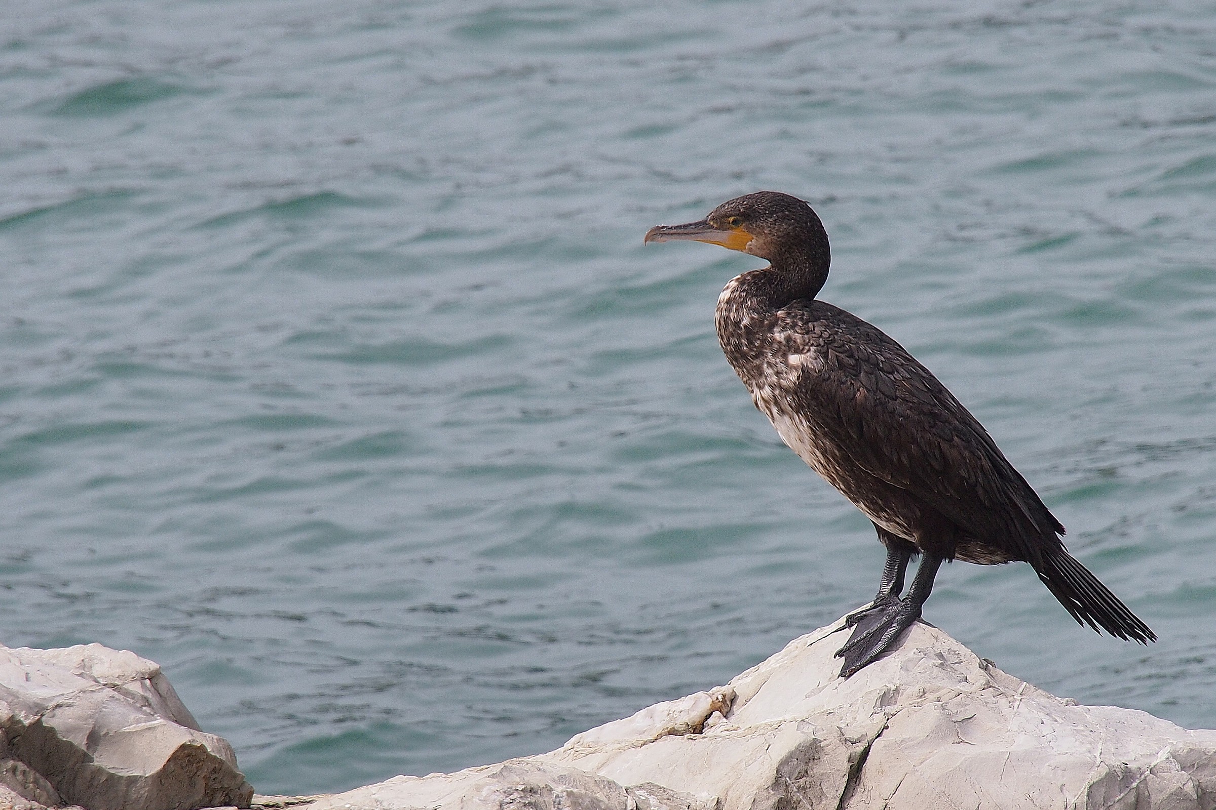 Cormorant