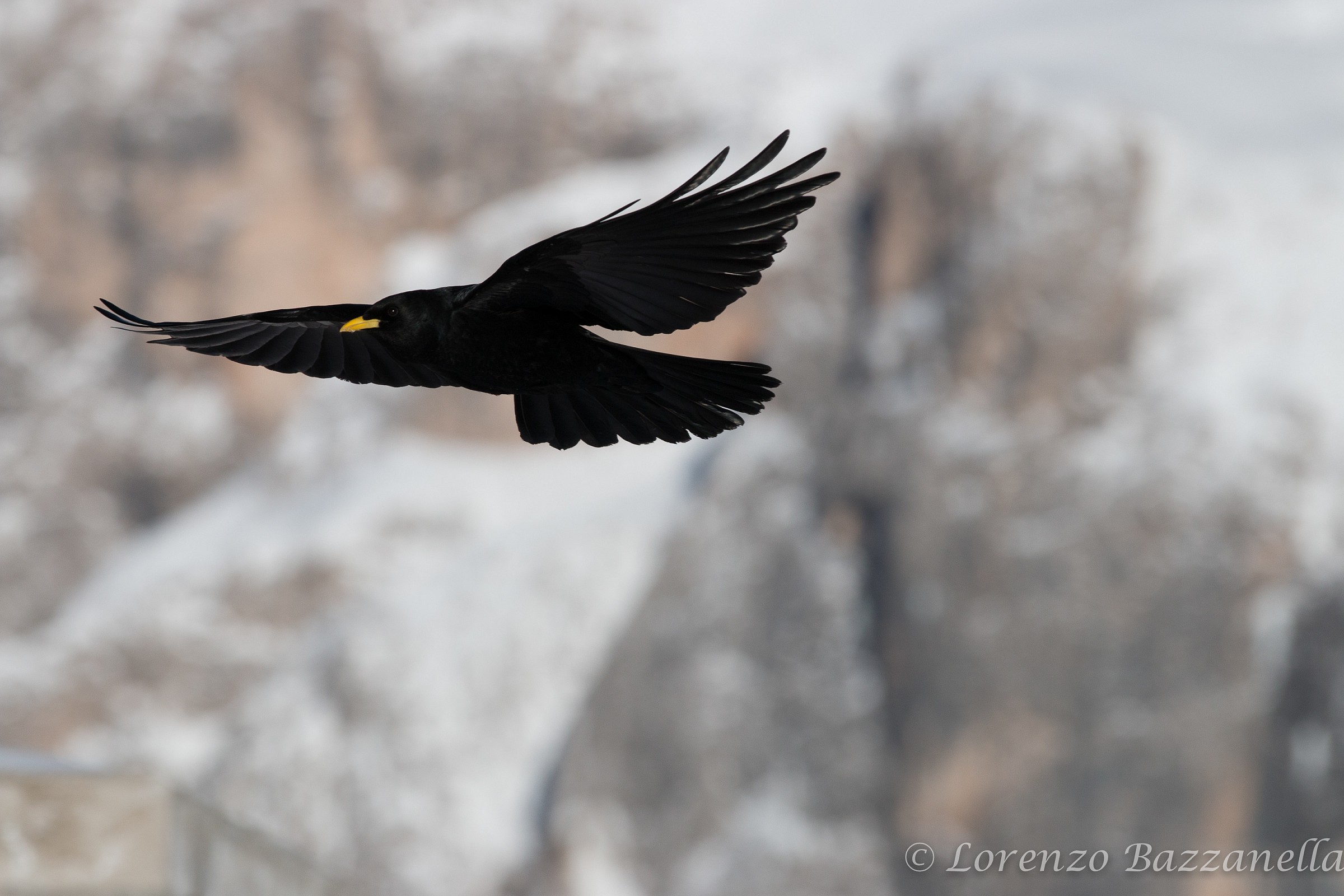 Corvo al passo rolle