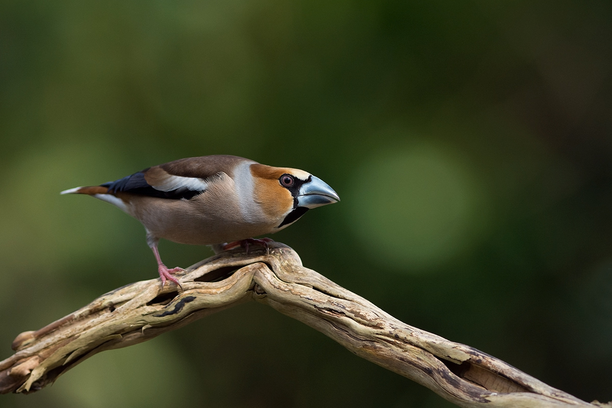 Frosone (Coccothraustes coccothraustes)