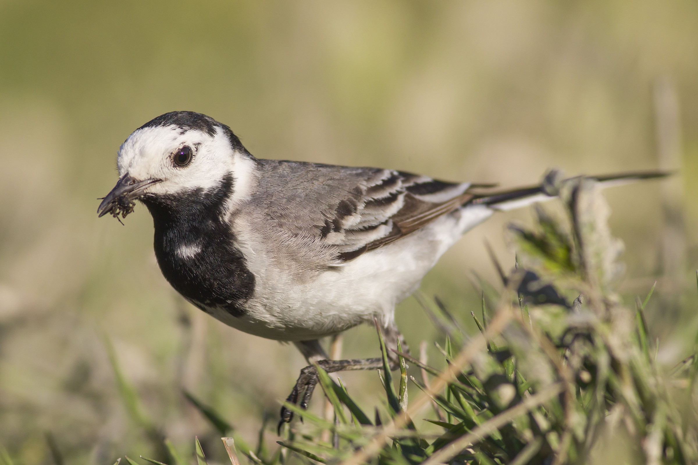 Ballerina Bianca con preda ( ragno )