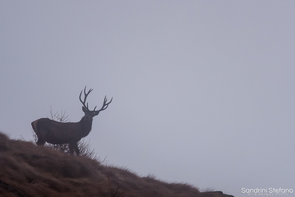 King in the fog