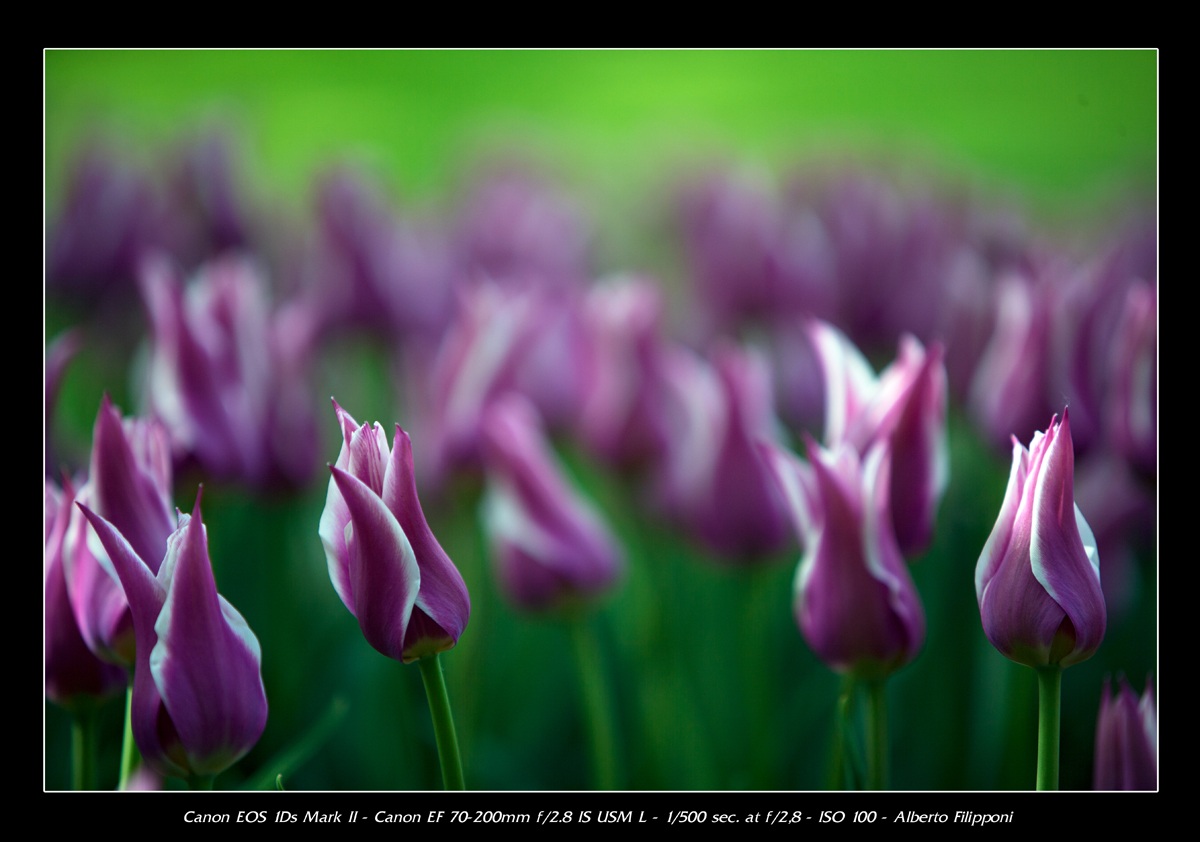 Messer tulip 2012-1