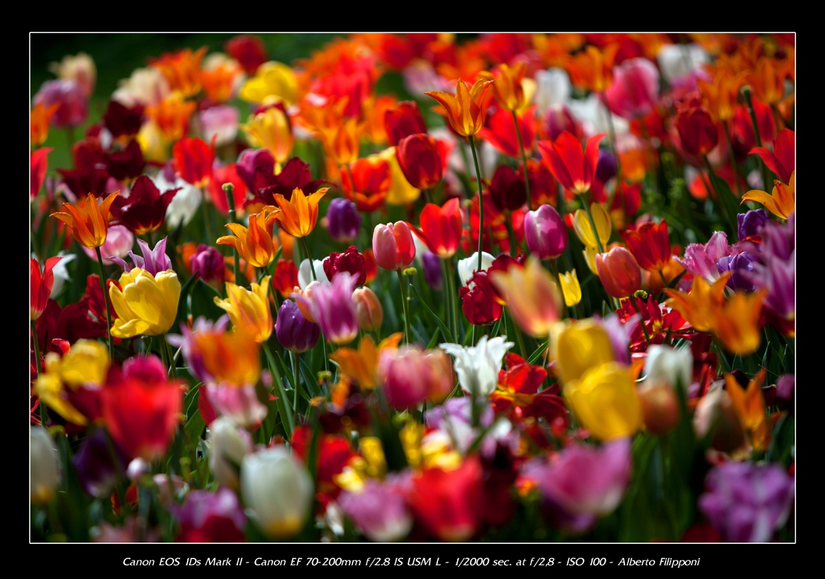 Messer tulip 2012-2