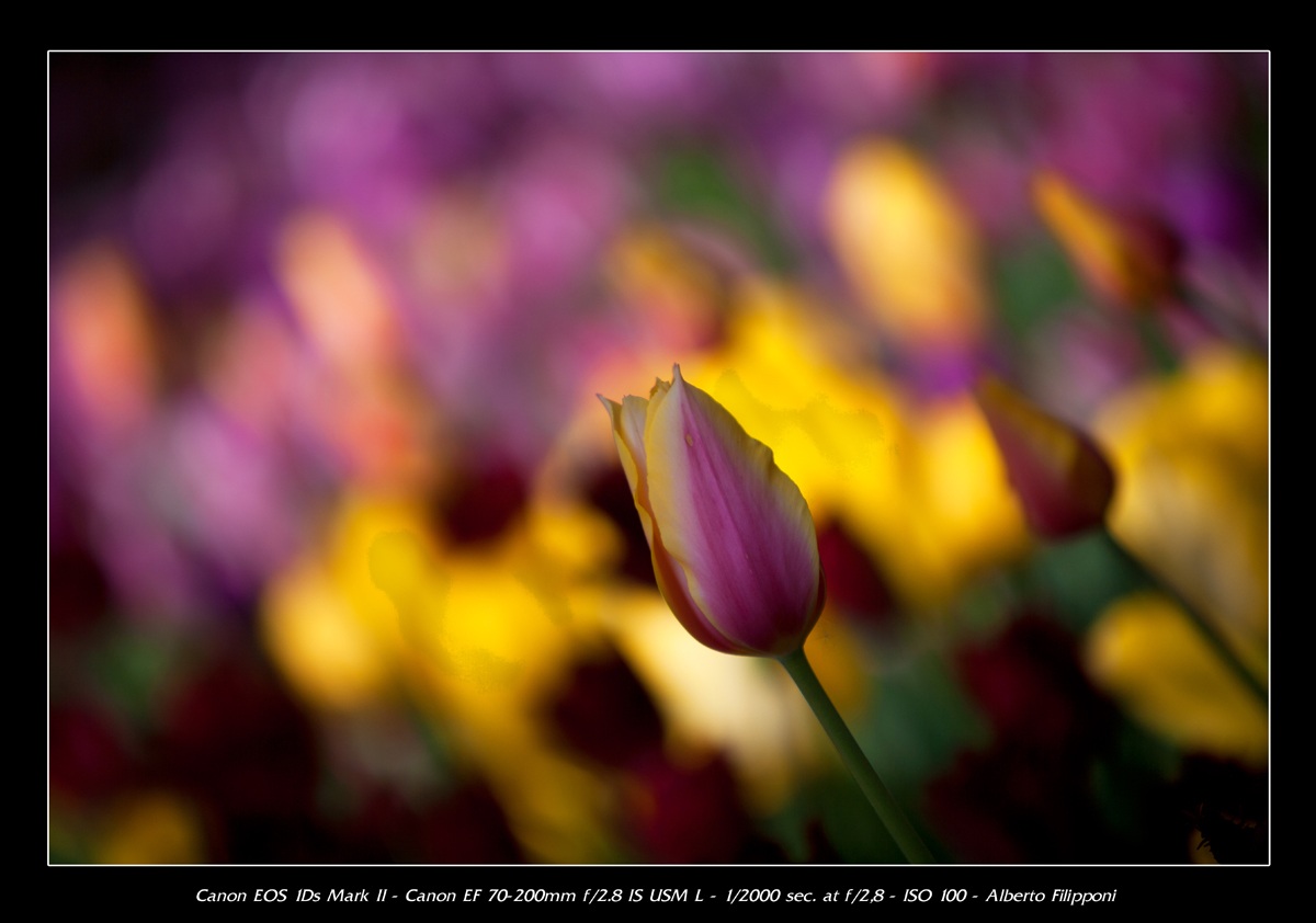 Messer tulip 2012-4