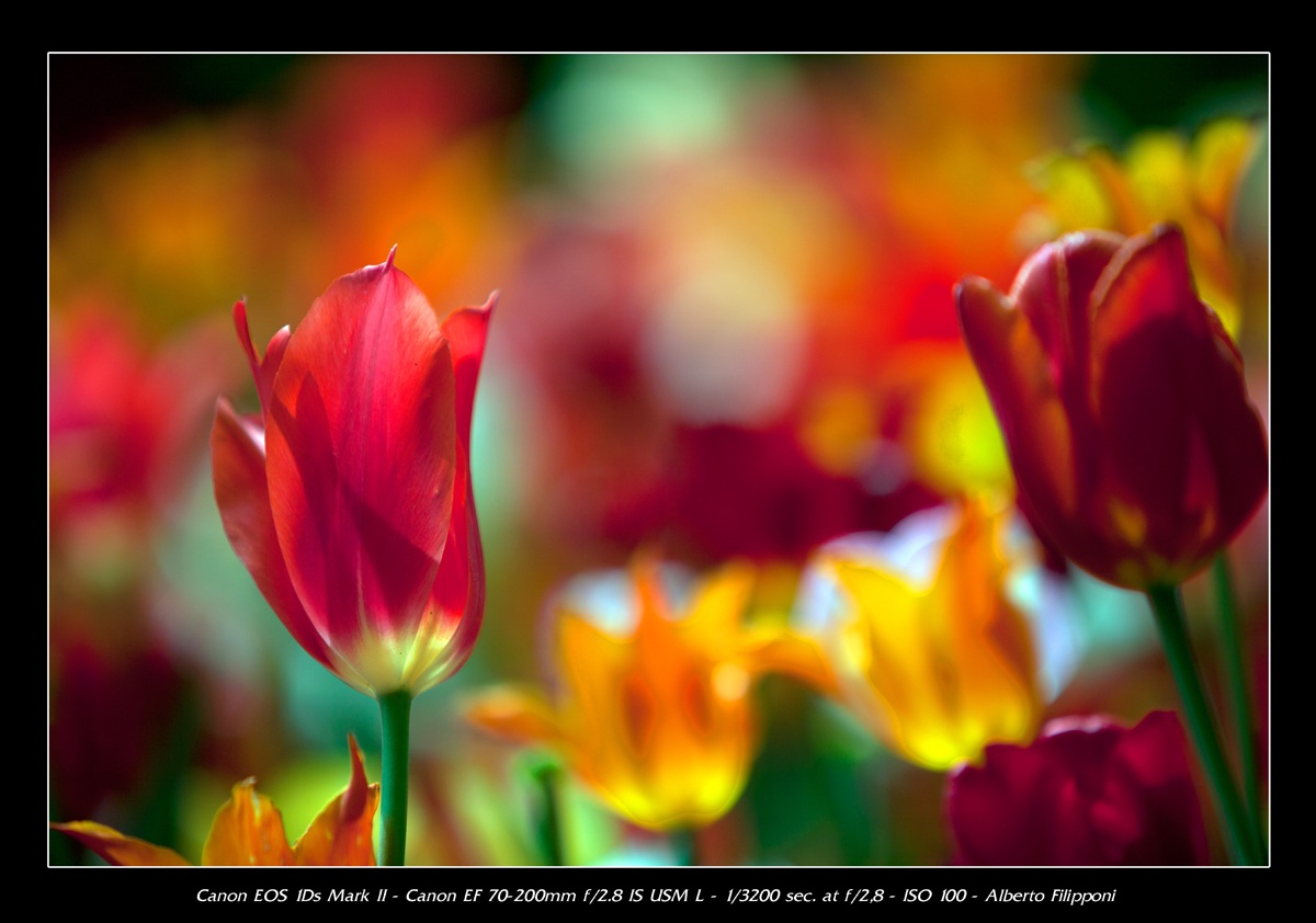Messer tulip 2012-5
