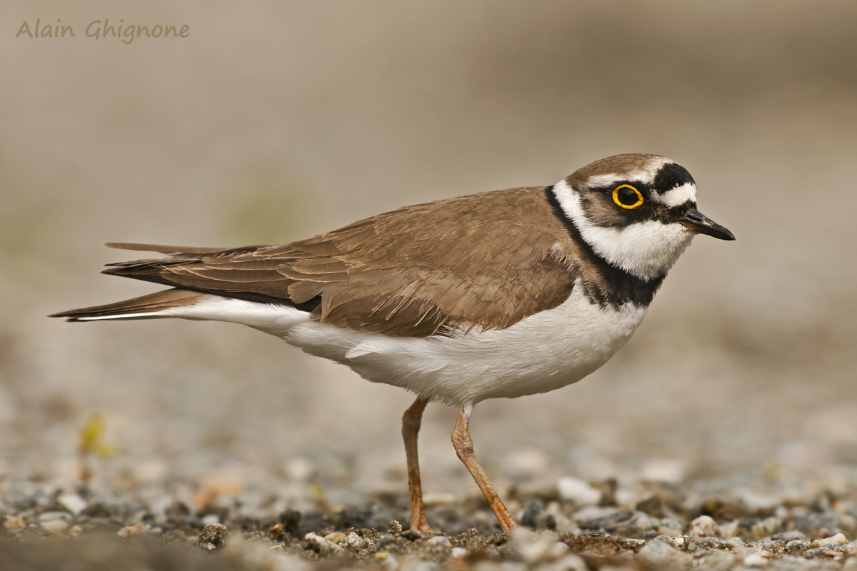 Corriere dalla vallée