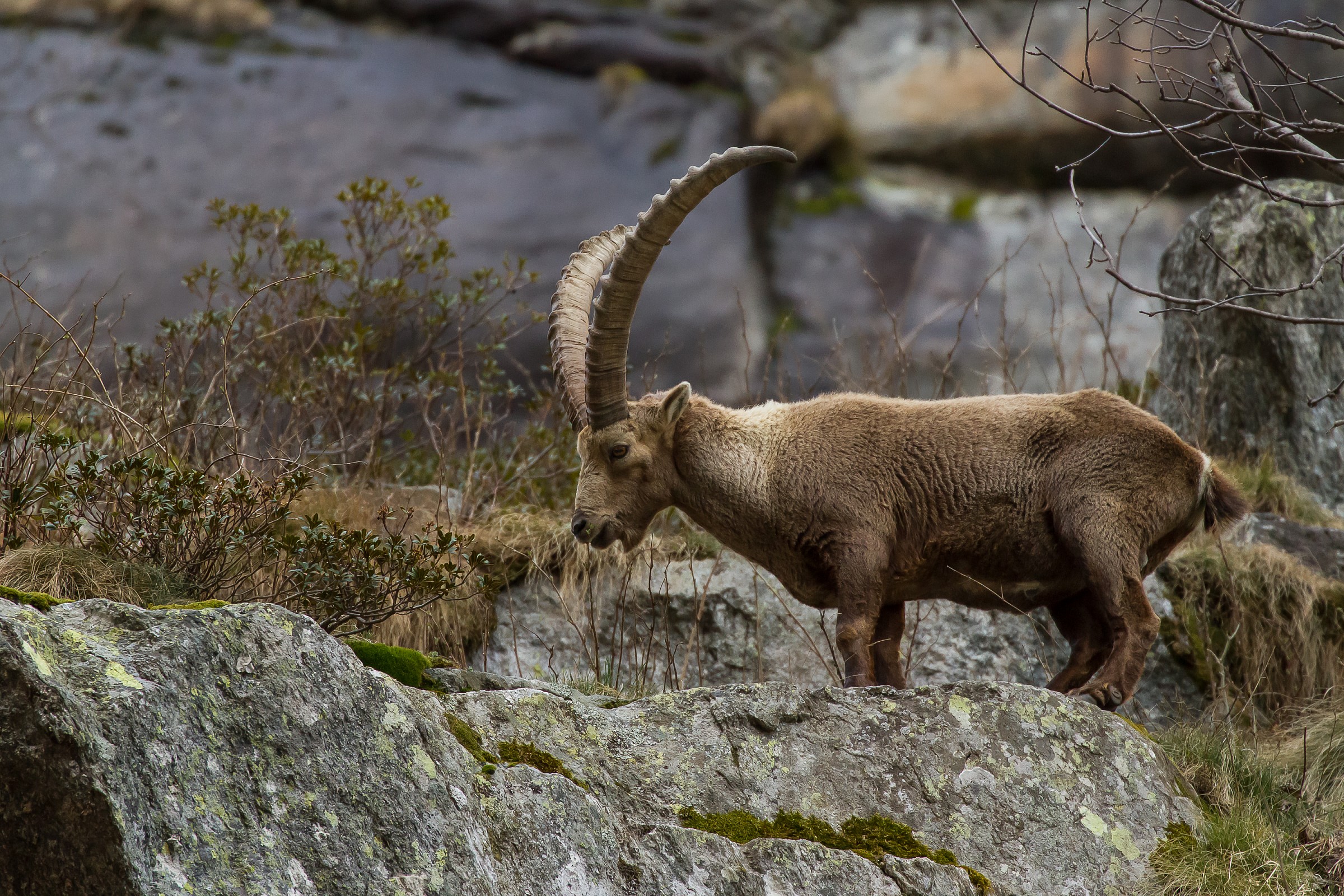 Ibex