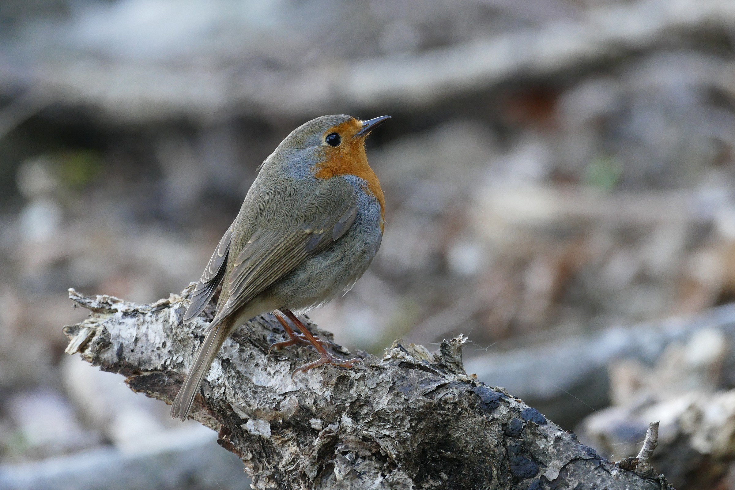 Primi scatti DMC fz1000