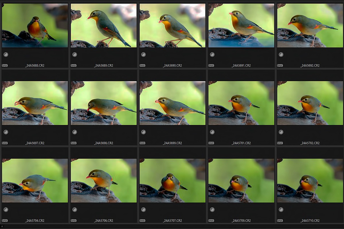 Usignoli Nipponici.....