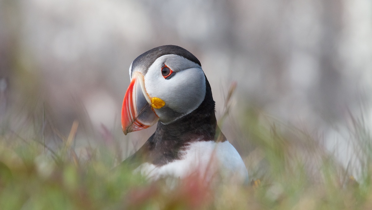 puffin