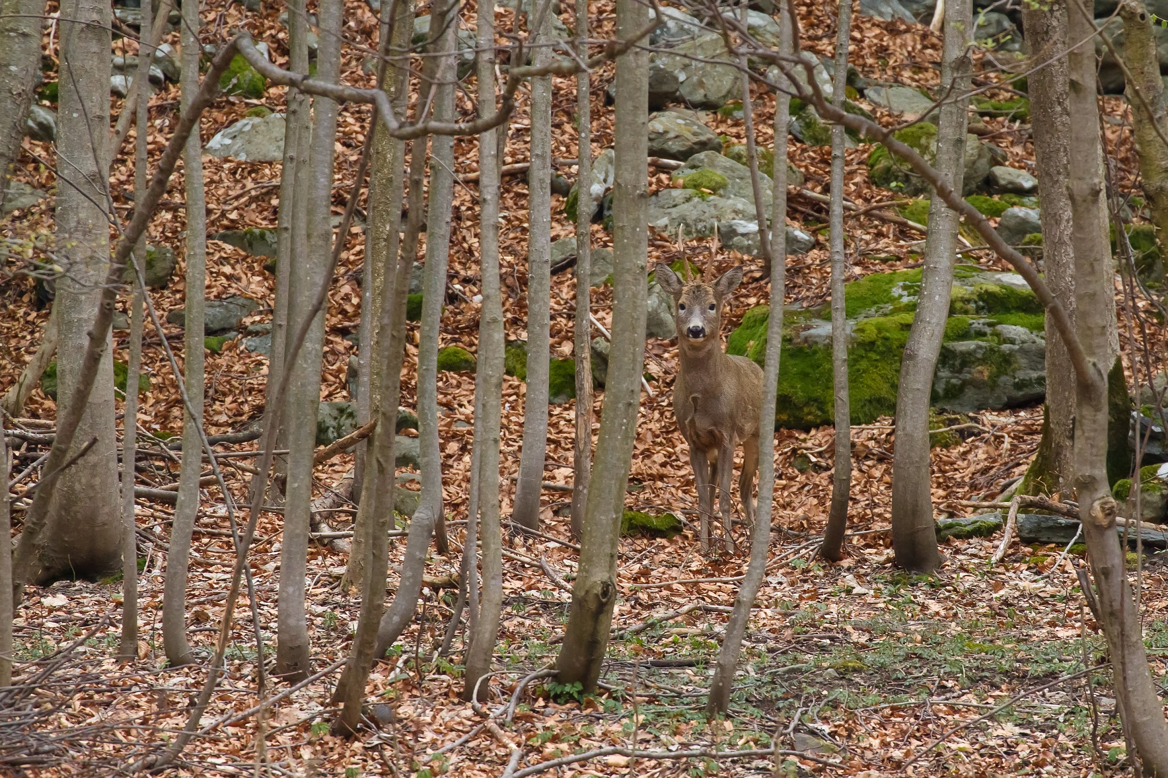 The deer in the woods