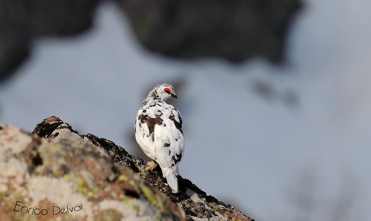 Sono io il più bello!!!!