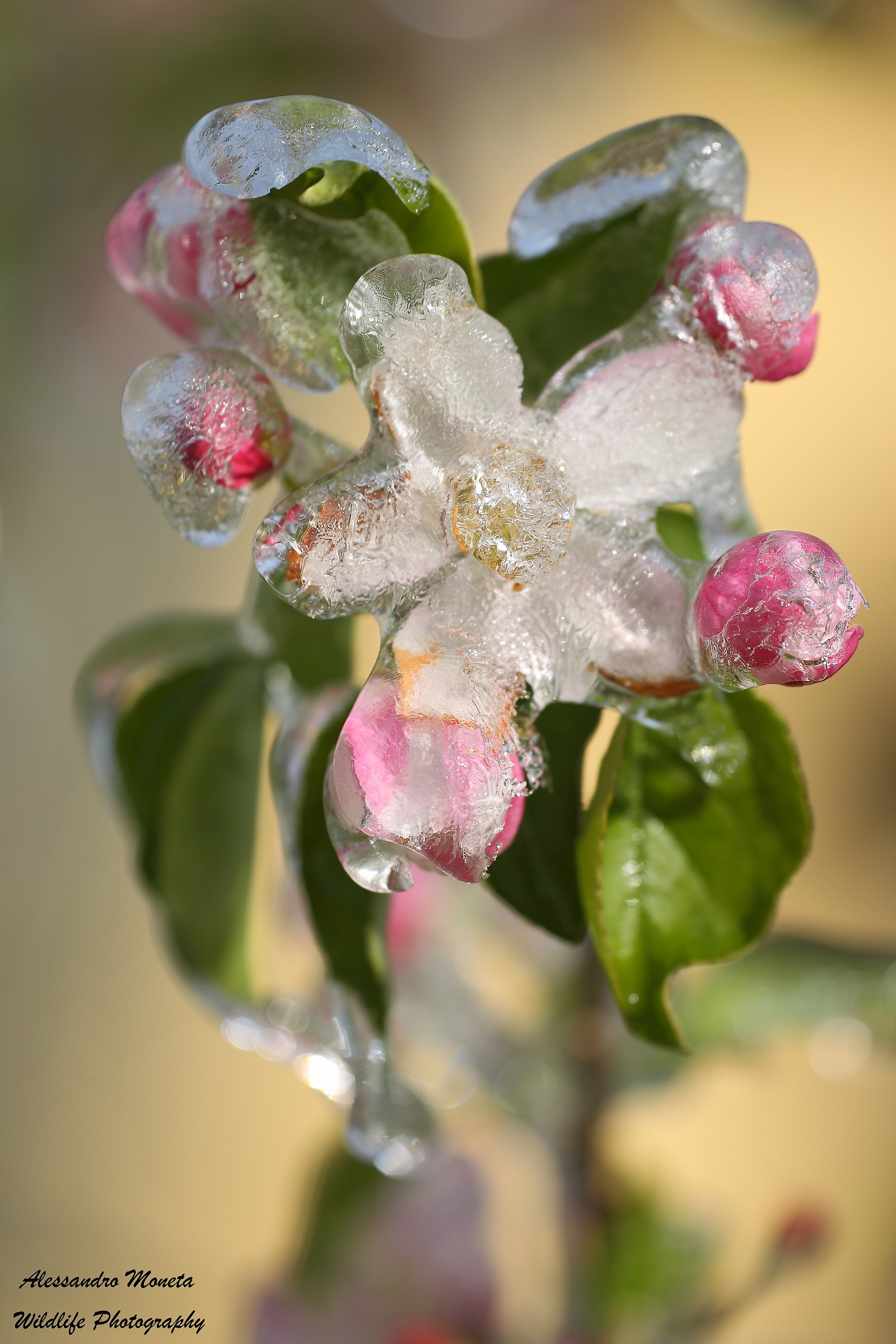 Flower in ice 2