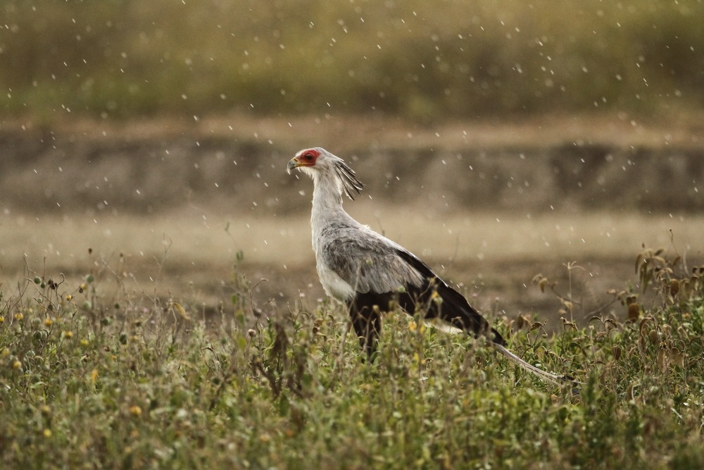 Serpentario sotto la pioggia