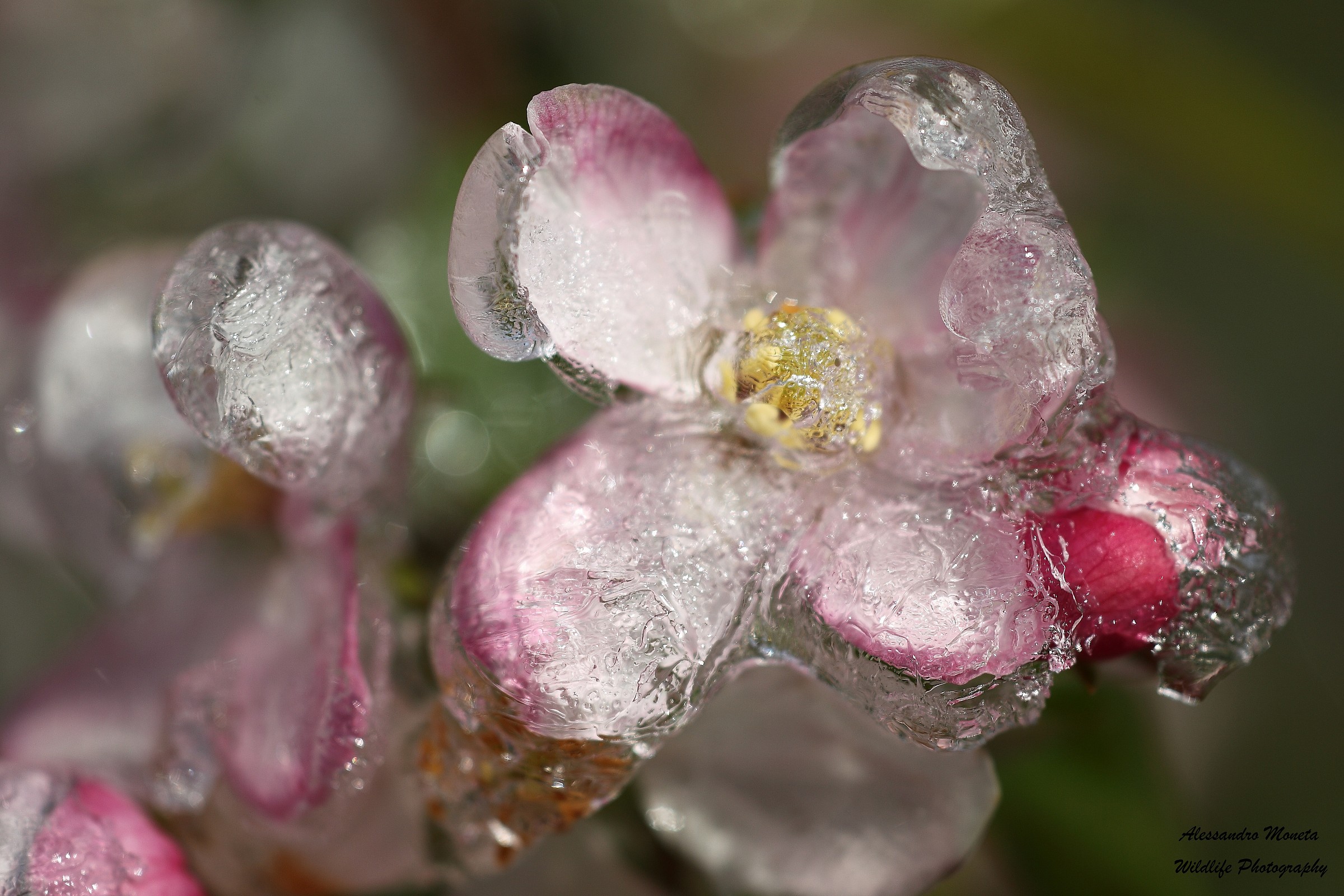 Flower in ice 3