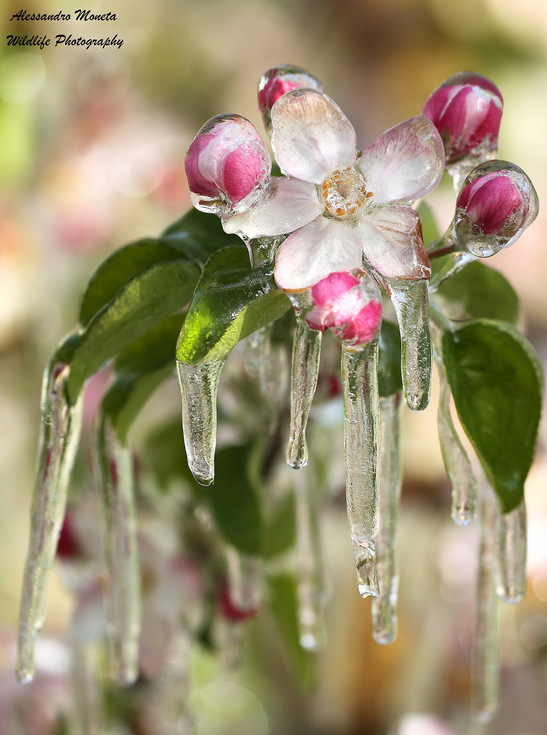 Flower in ice 4